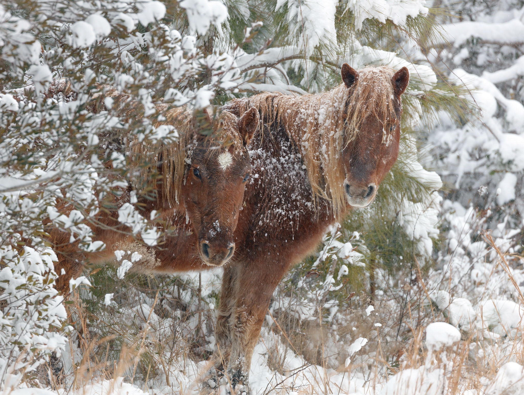 General 2048x1546 winter outdoors snow animals horse mammals