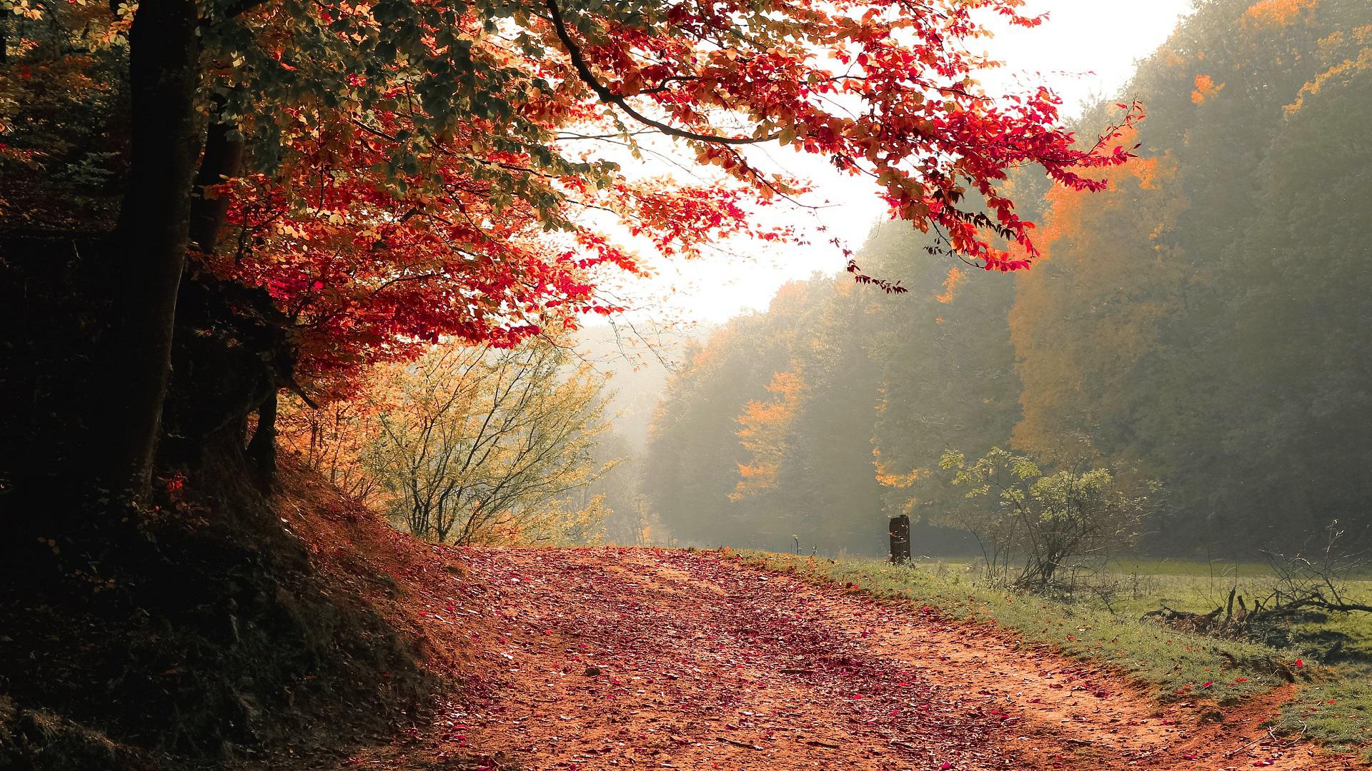 General 1920x1080 nature red trees path fall green calm