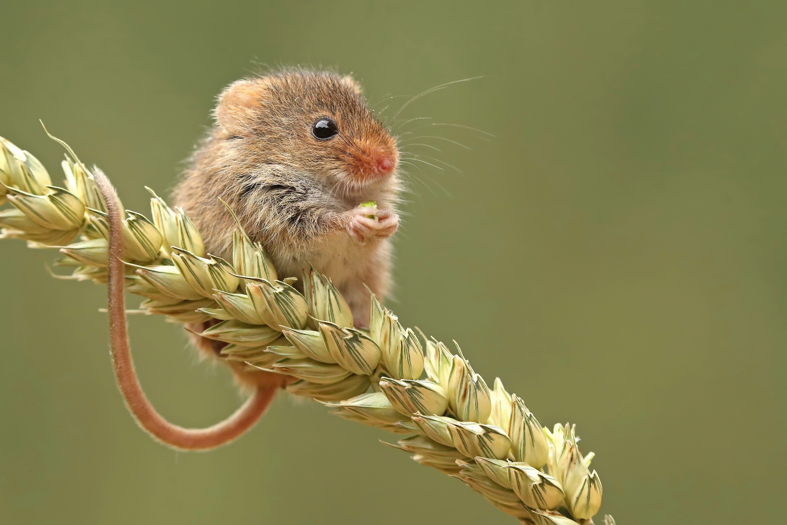 General 2560x1707 mice mammals wheat plants outdoors animals rodent tail