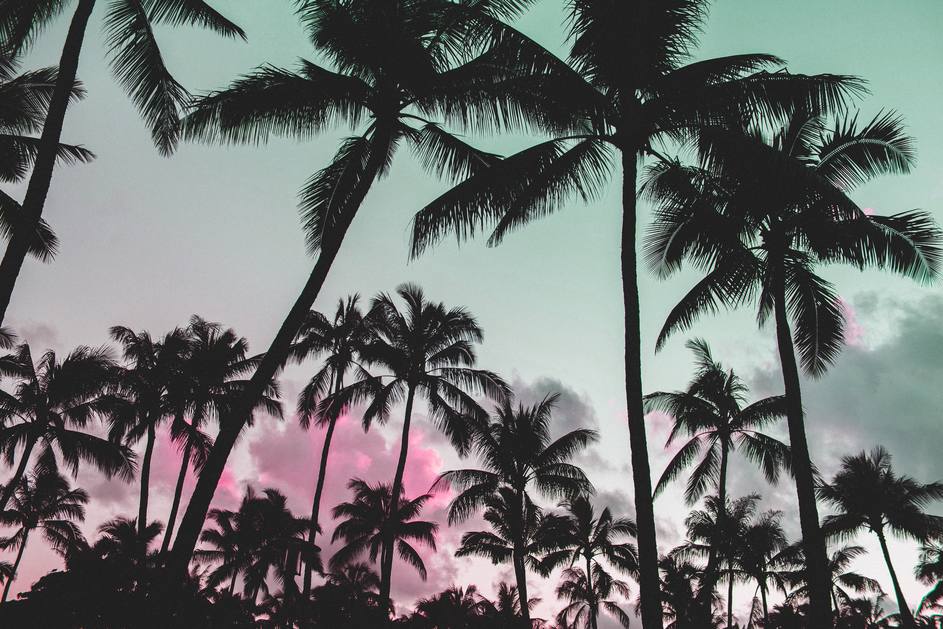 General 3000x2000 glitch art nature vaporwave palm trees pink silhouette