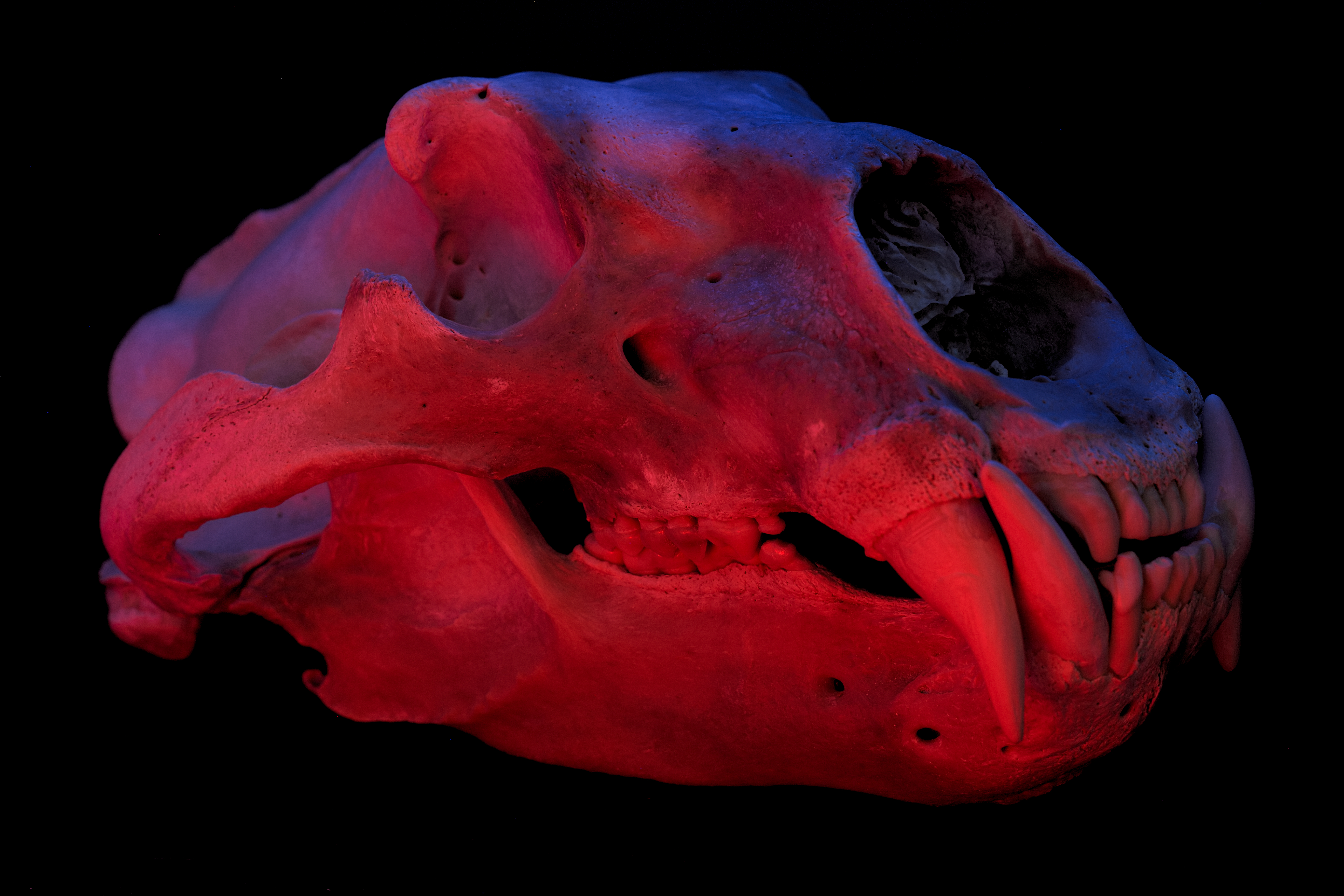 General 5180x3453 polar bears skull black background teeth colorful red