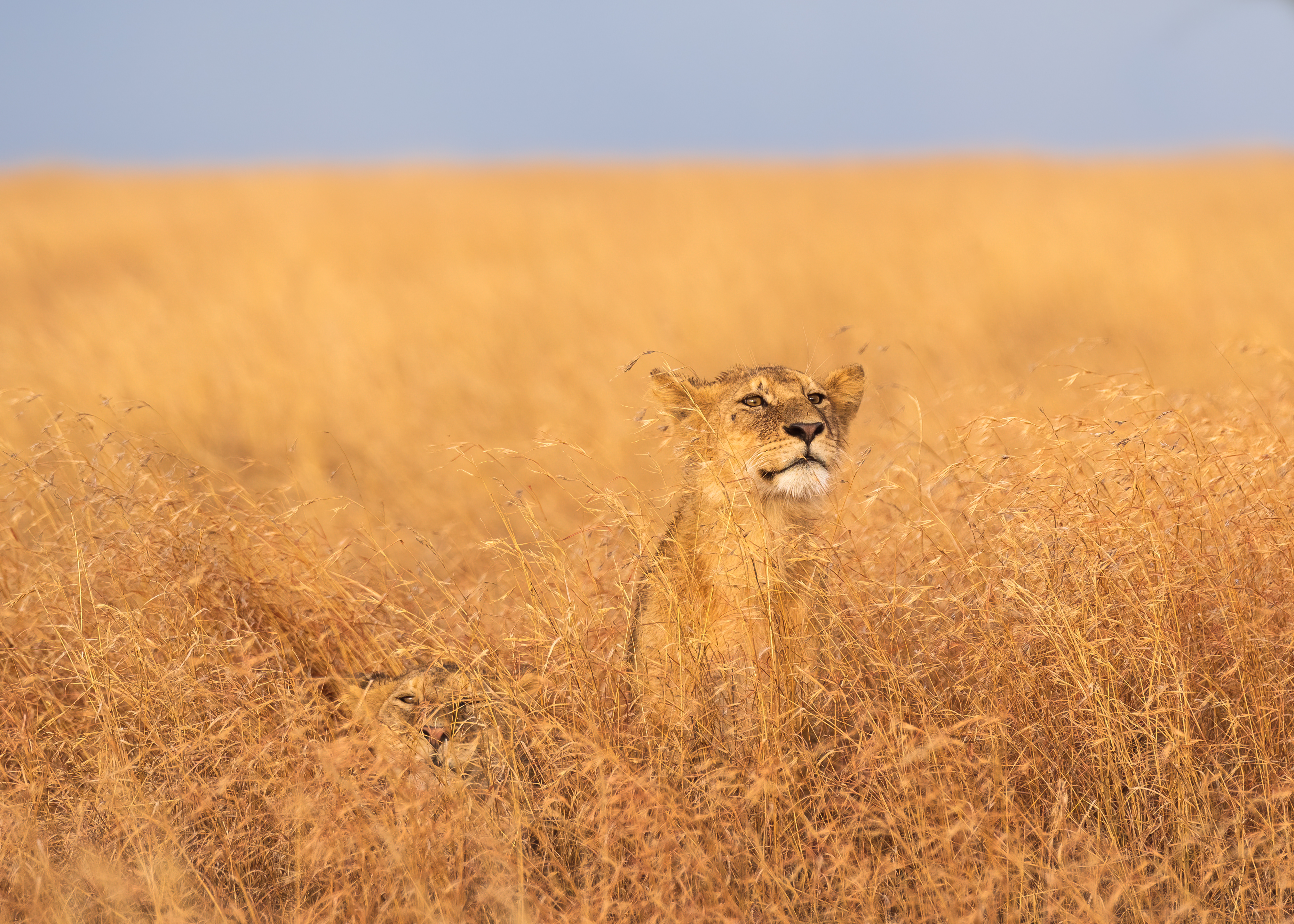 General 4045x2889 Tanzania lion cub Serengeti wild cat nature clear sky
