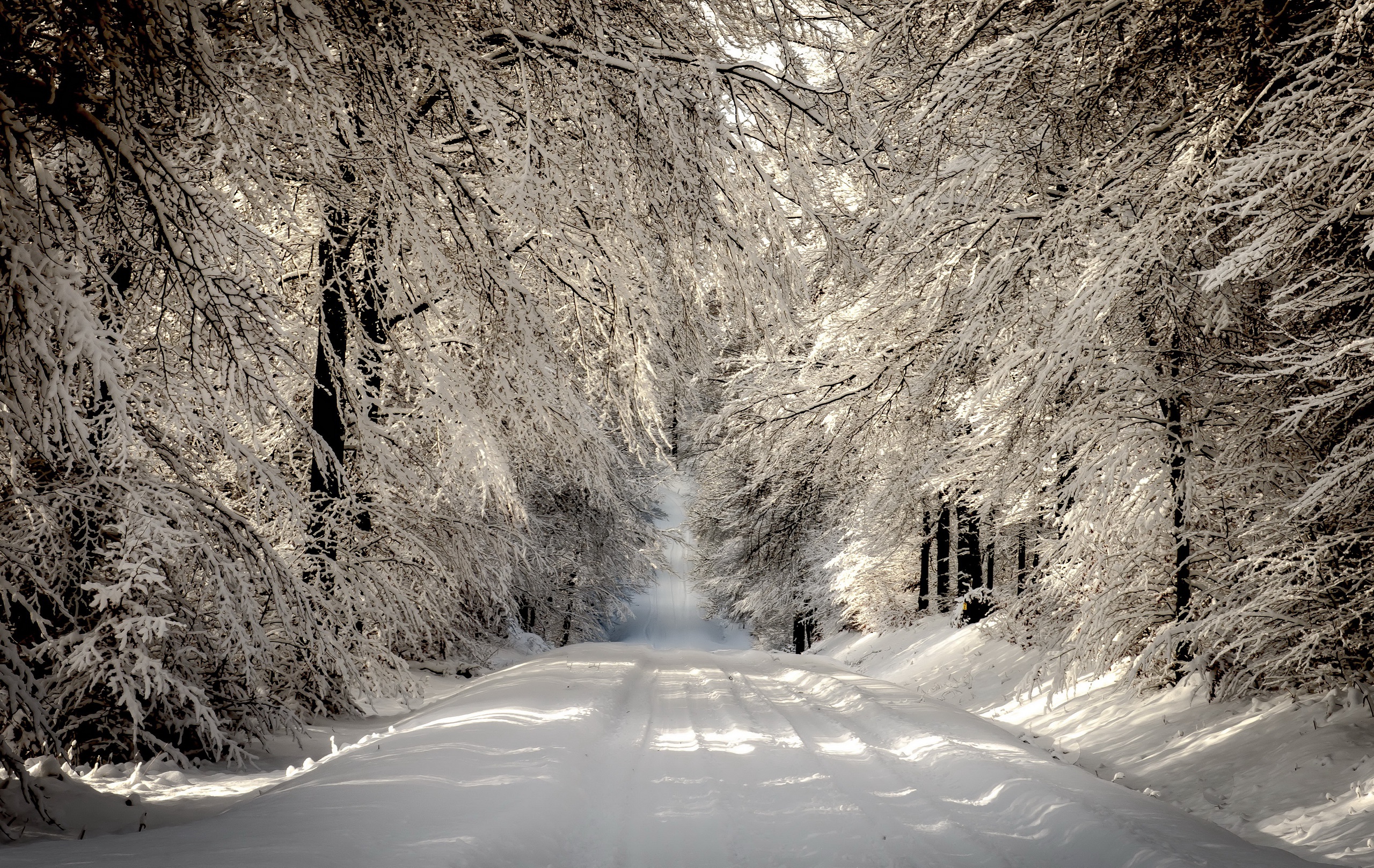 General 2560x1618 nature road trees snow winter