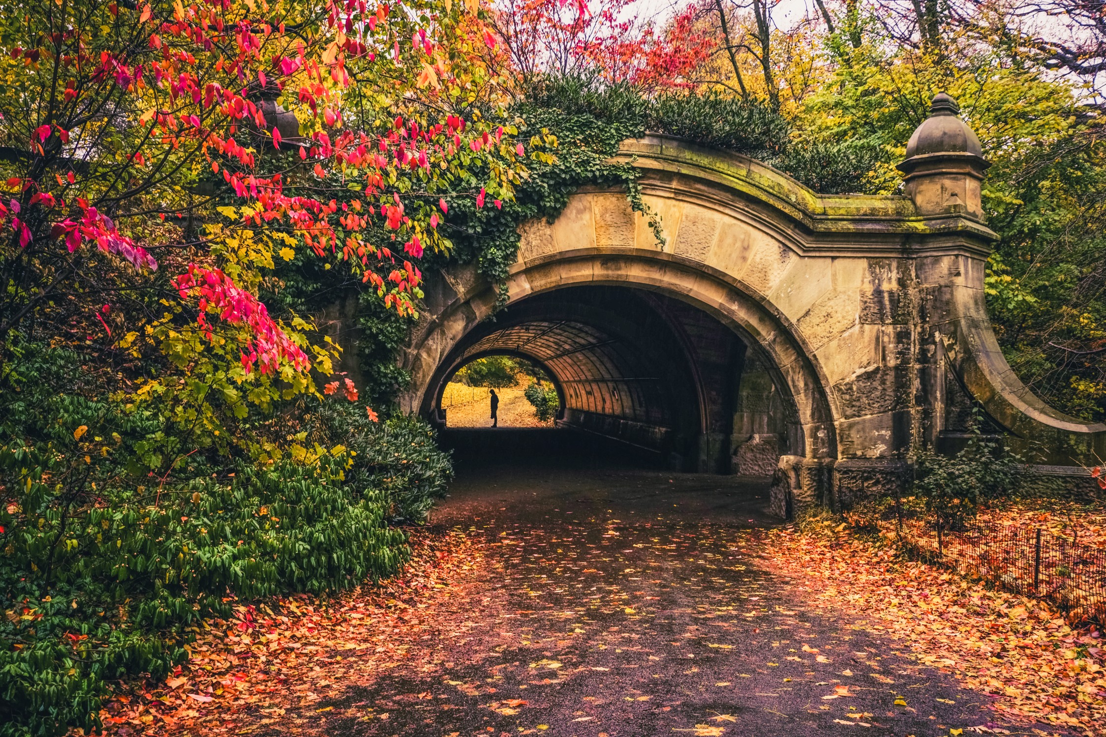 General 2248x1499 park leaves tunnel fallen leaves red leaves outdoors plants