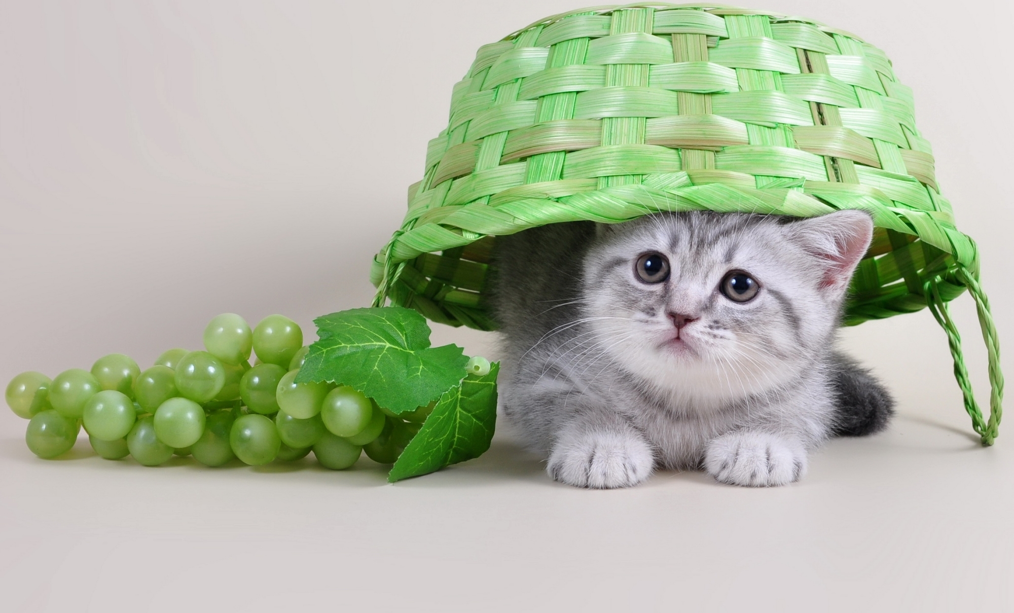 General 2000x1209 animals baskets grapes cats fruit simple background closeup whiskers kittens fur