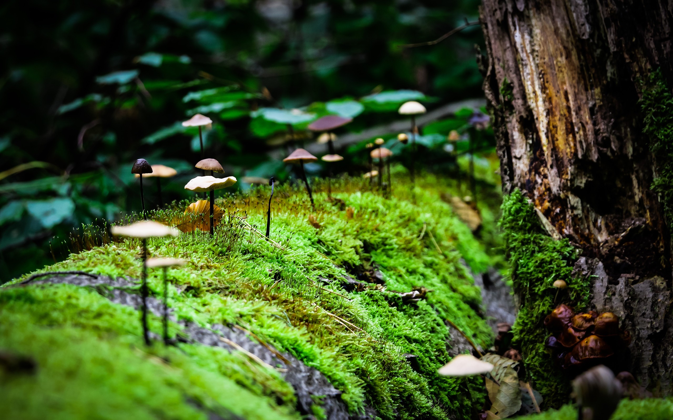 General 2560x1600 macro mushroom moss nature plants