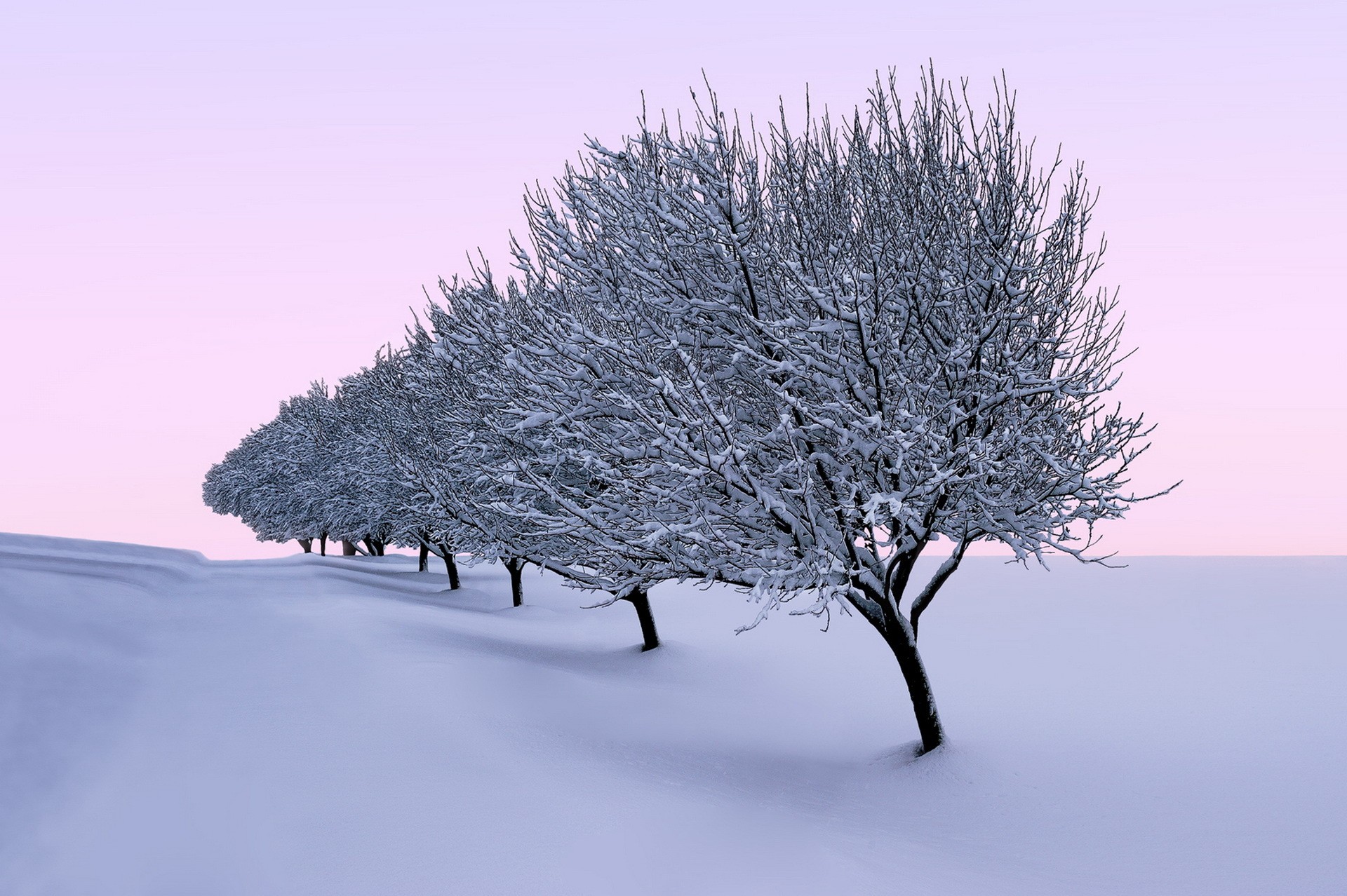 General 1920x1278 trees seasons landscape nature winter outdoors cold