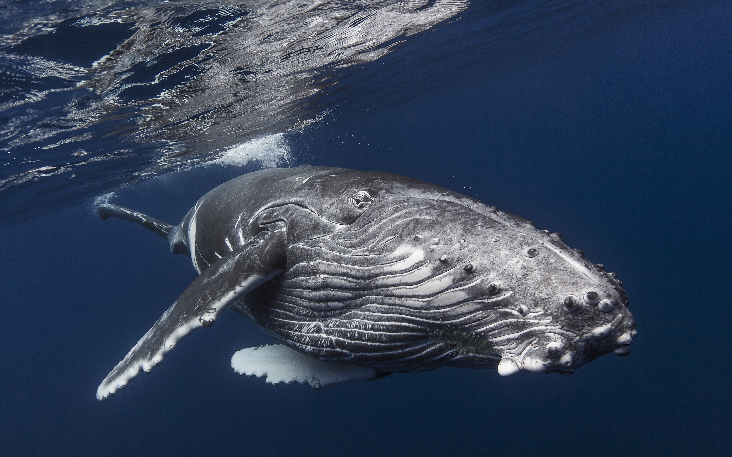 General 2560x1600 underwater whale humpback whale mammals animals sea nature sea life