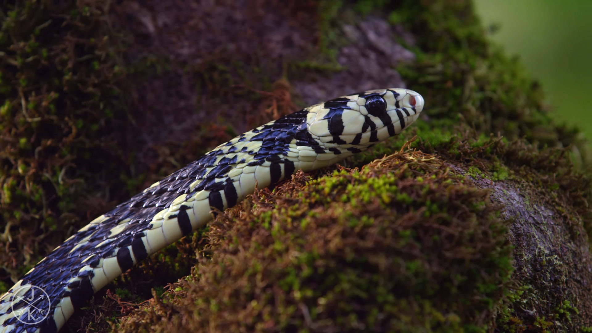 General 1919x1079 reptiles animals snake
