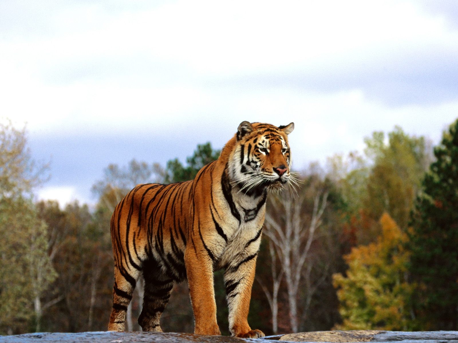 General 1600x1200 big cats feline mammals wildlife nature tiger