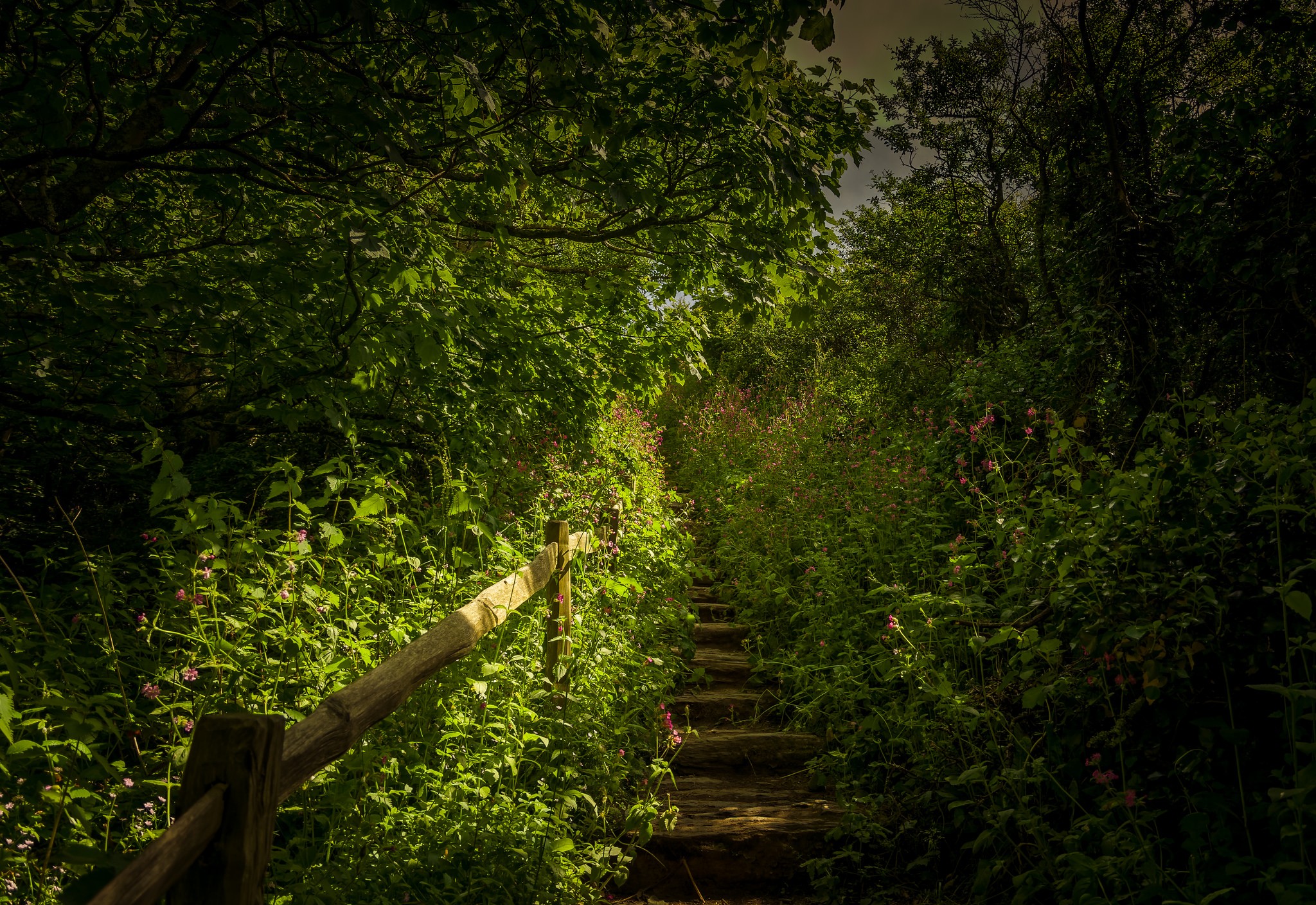 General 2048x1408 photography nature trees forest wood flowers ladder path