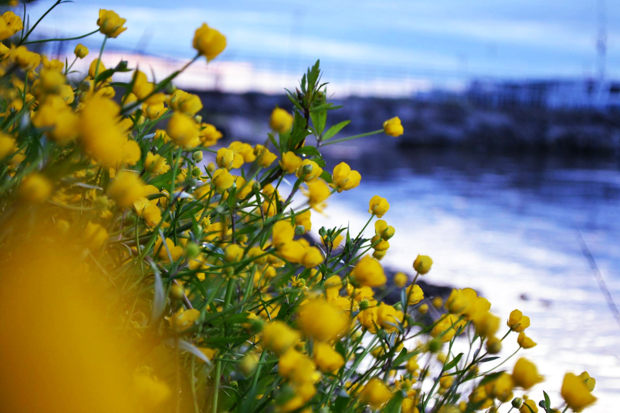 General 2048x1365 blossoms flowers yellow flowers plants outdoors