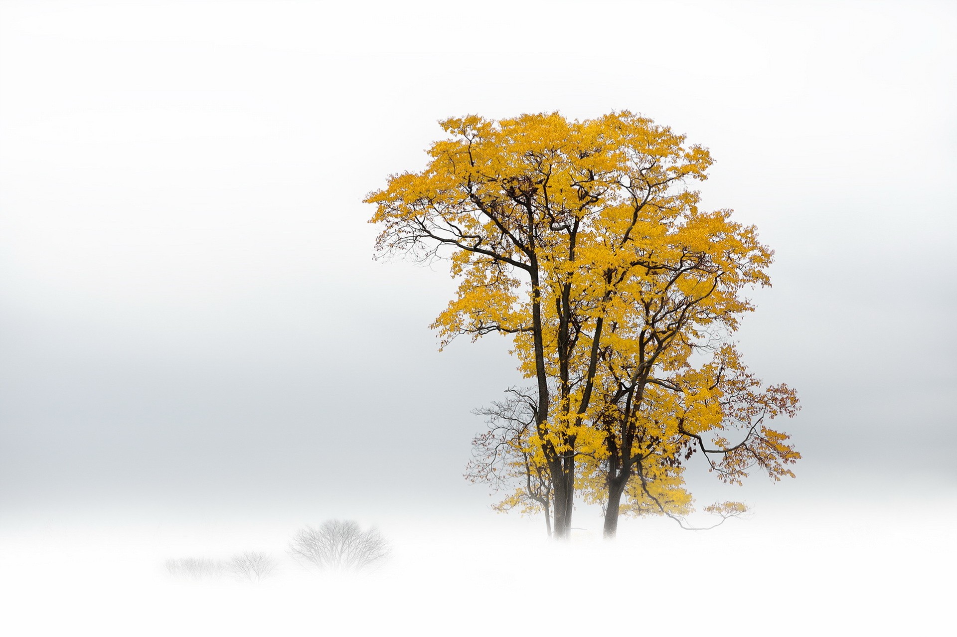 General 1920x1278 plants trees snow yellow mist white branch minimalism fall nature