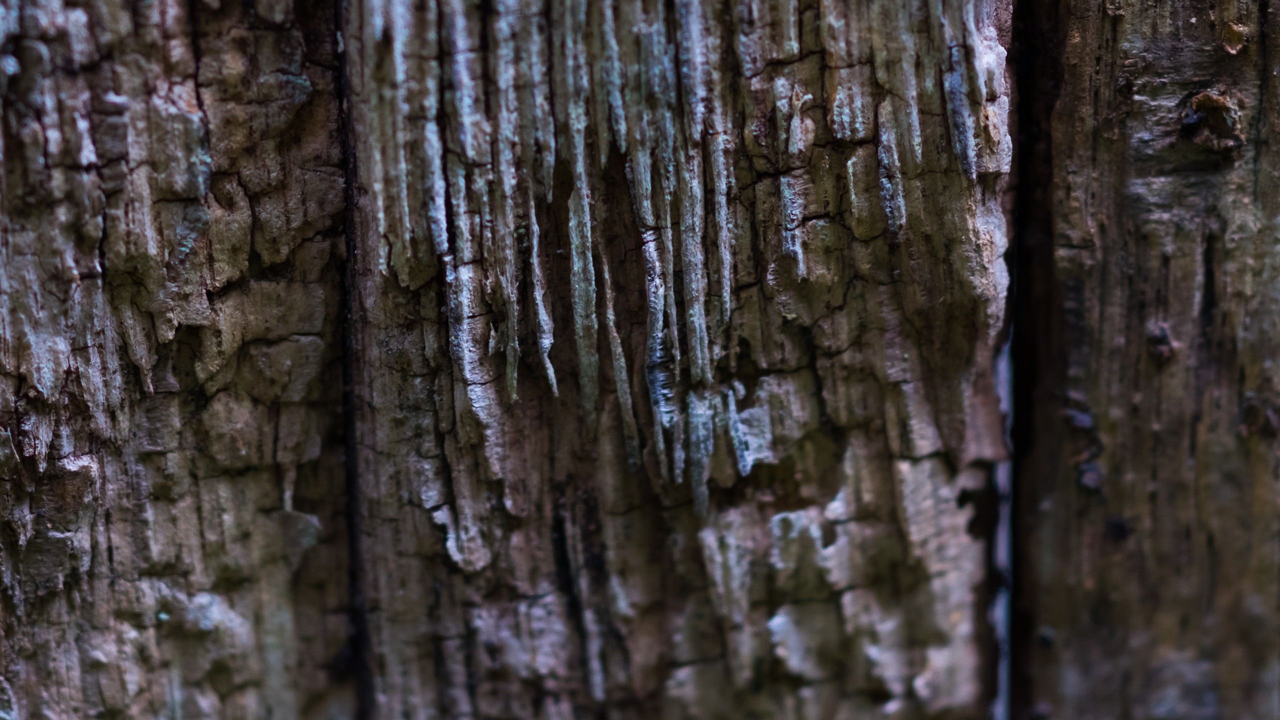 General 2560x1440 wood tree bark closeup