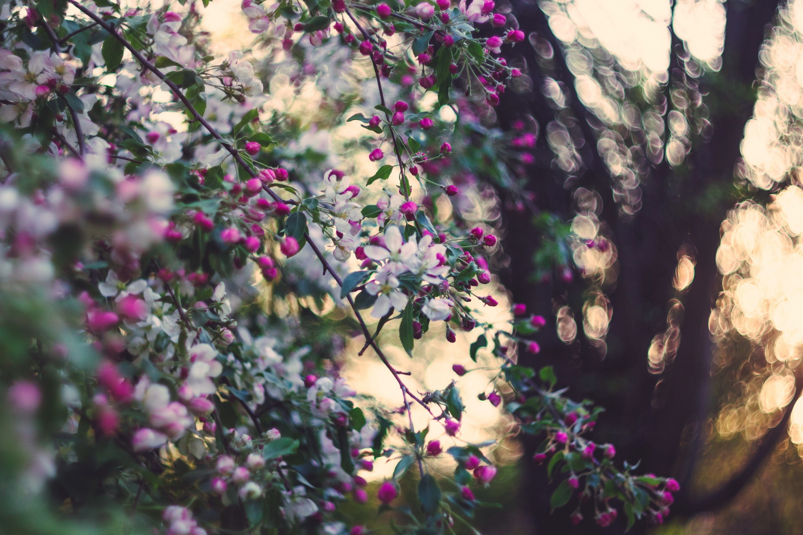 General 2560x1707 plants blossoms white flowers bokeh branch pink flowers spring garden