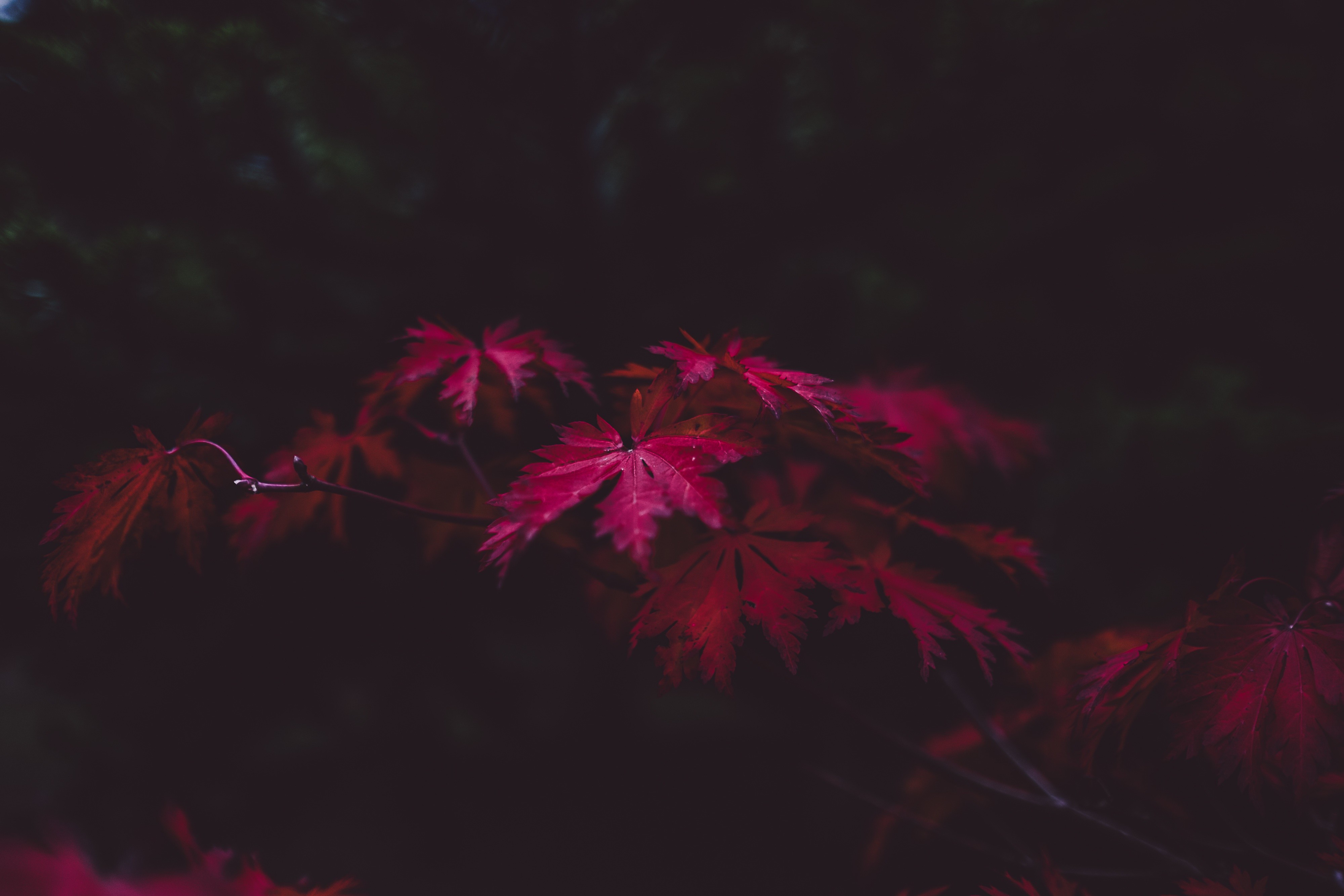 General 4000x2667 plants nature red leaves branch dark