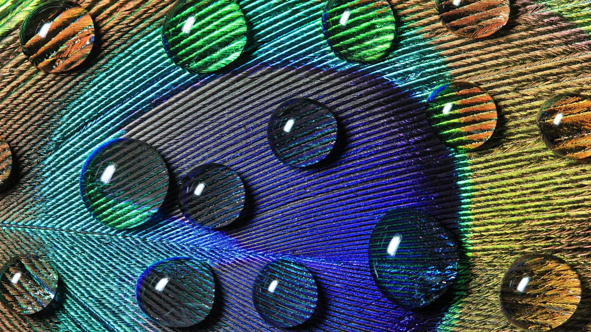 General 1920x1080 peacocks feathers water drops closeup macro colorful nature