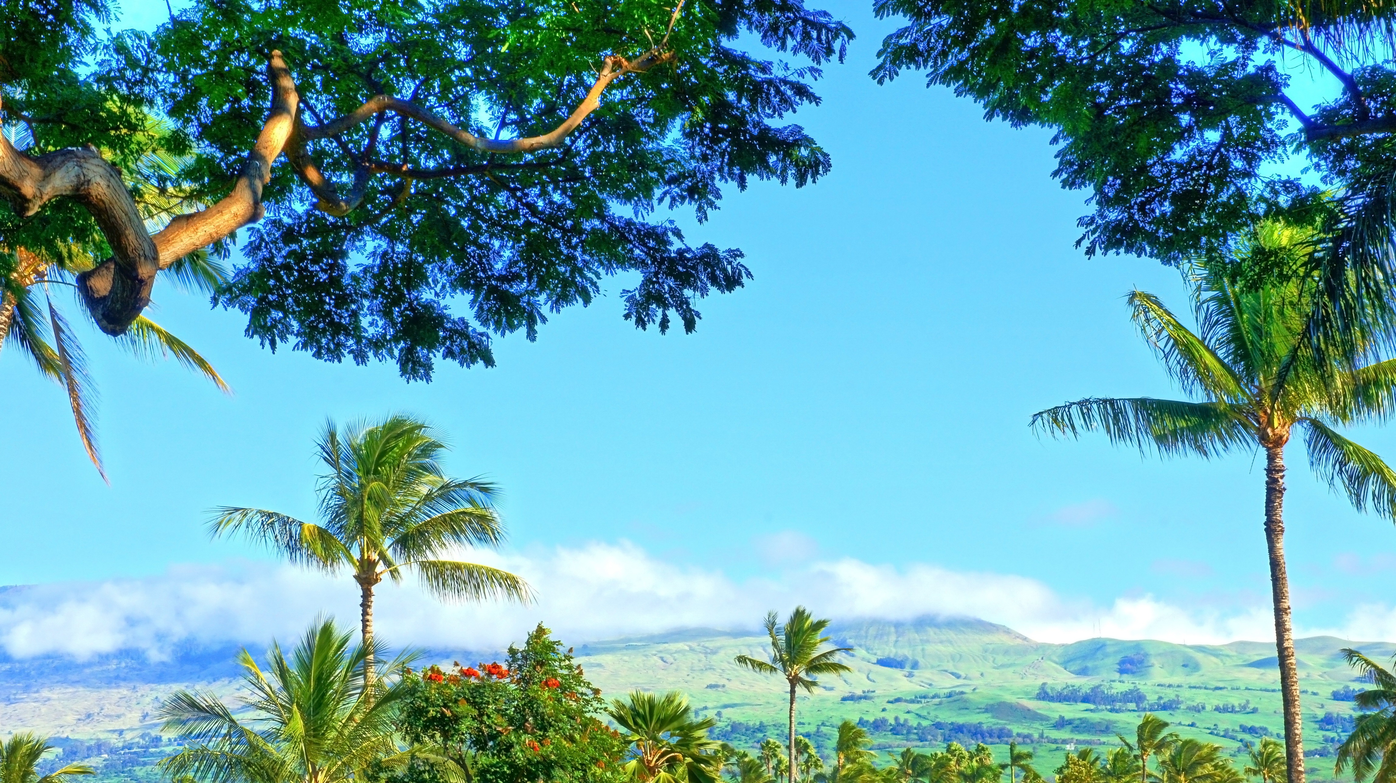 General 4591x2575 tropical water tropical forest Hawaii isle of Maui Maui palm trees beach waterfall