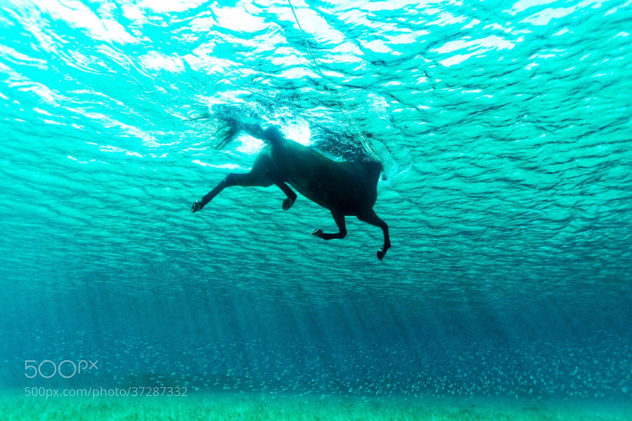 General 2048x1366 water underwater nature animals swimming horse sunlight 500px sea turquoise cyan
