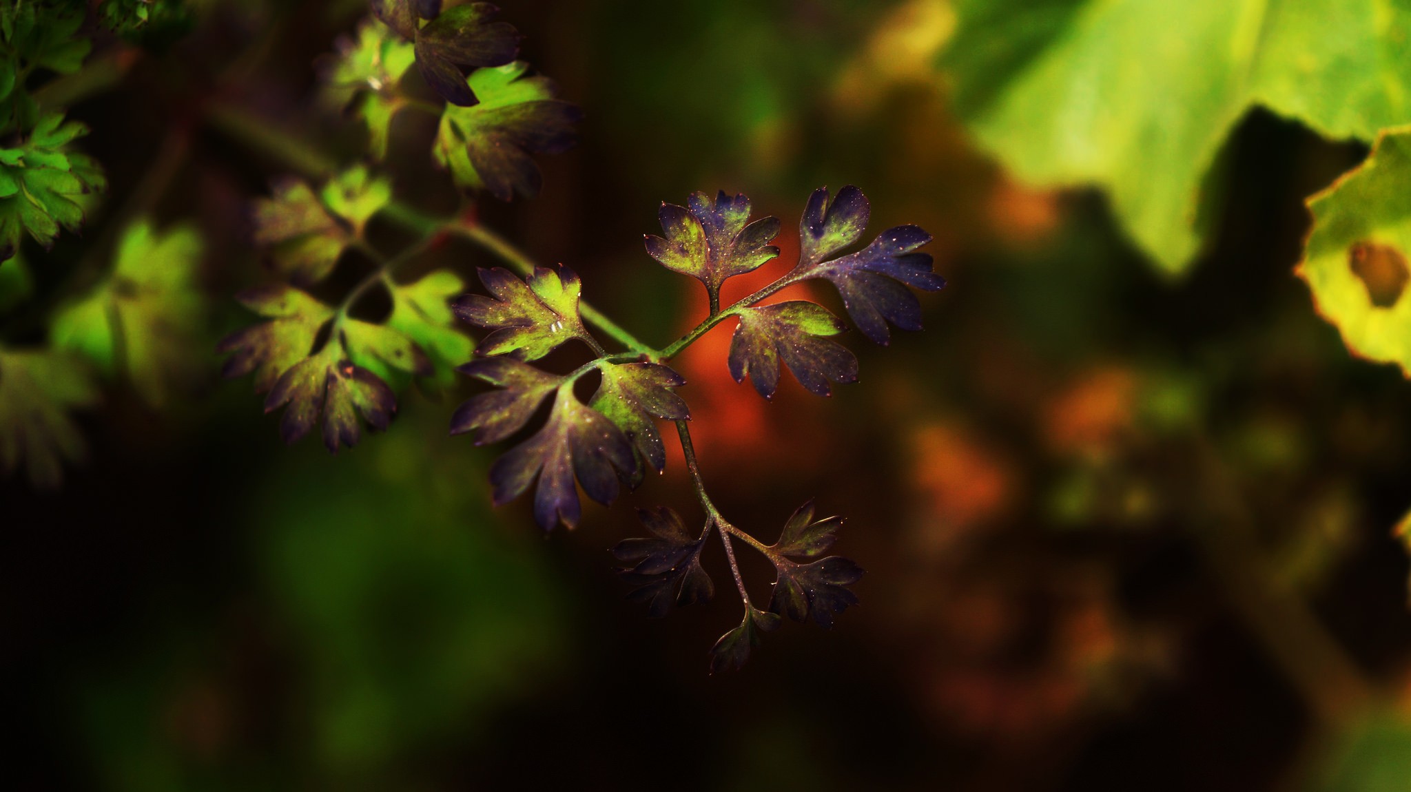 General 2048x1150 photography macro depth of field leaves purple plants