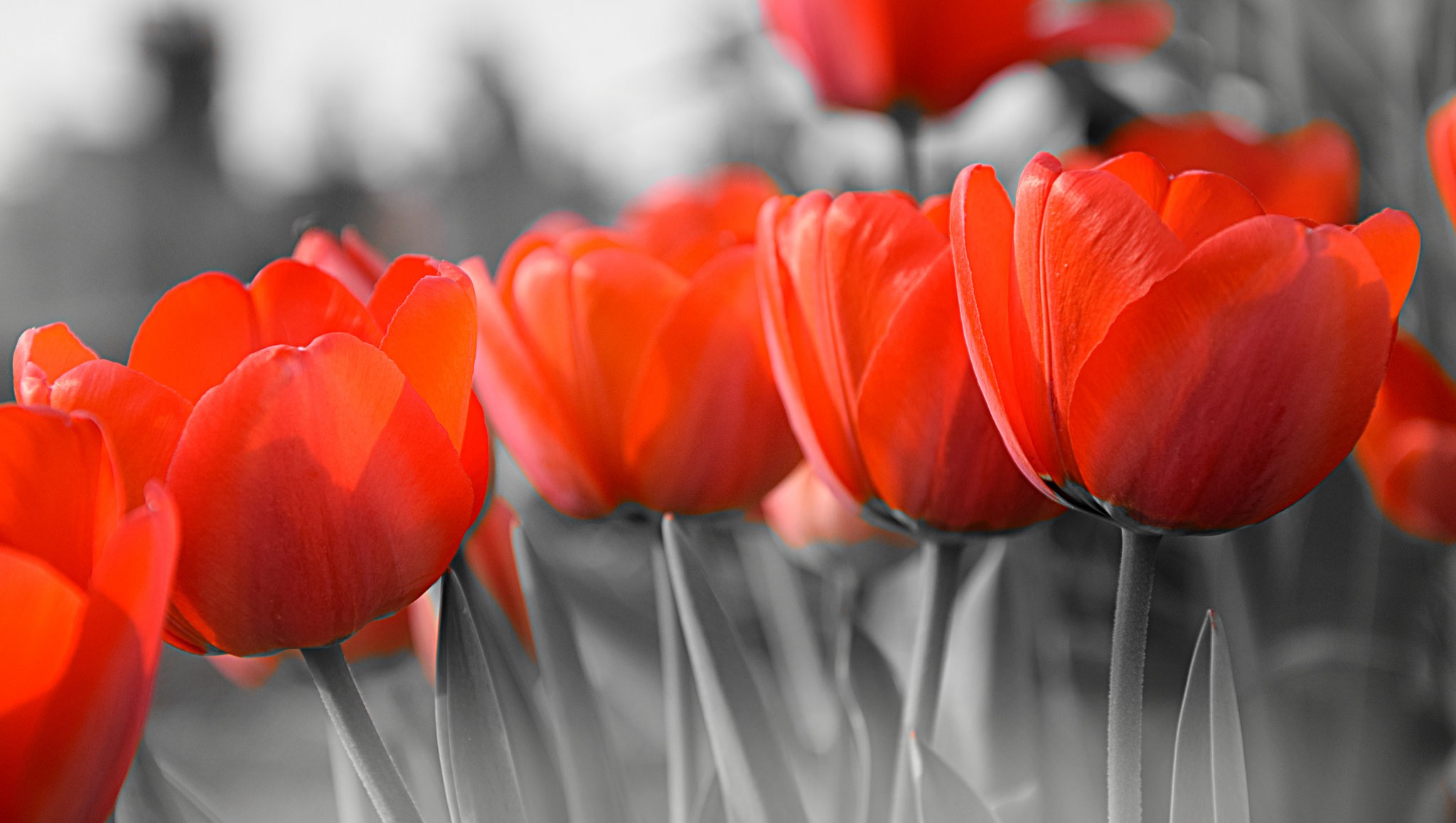 General 2048x1157 flowers tulips selective coloring closeup red flowers plants outdoors