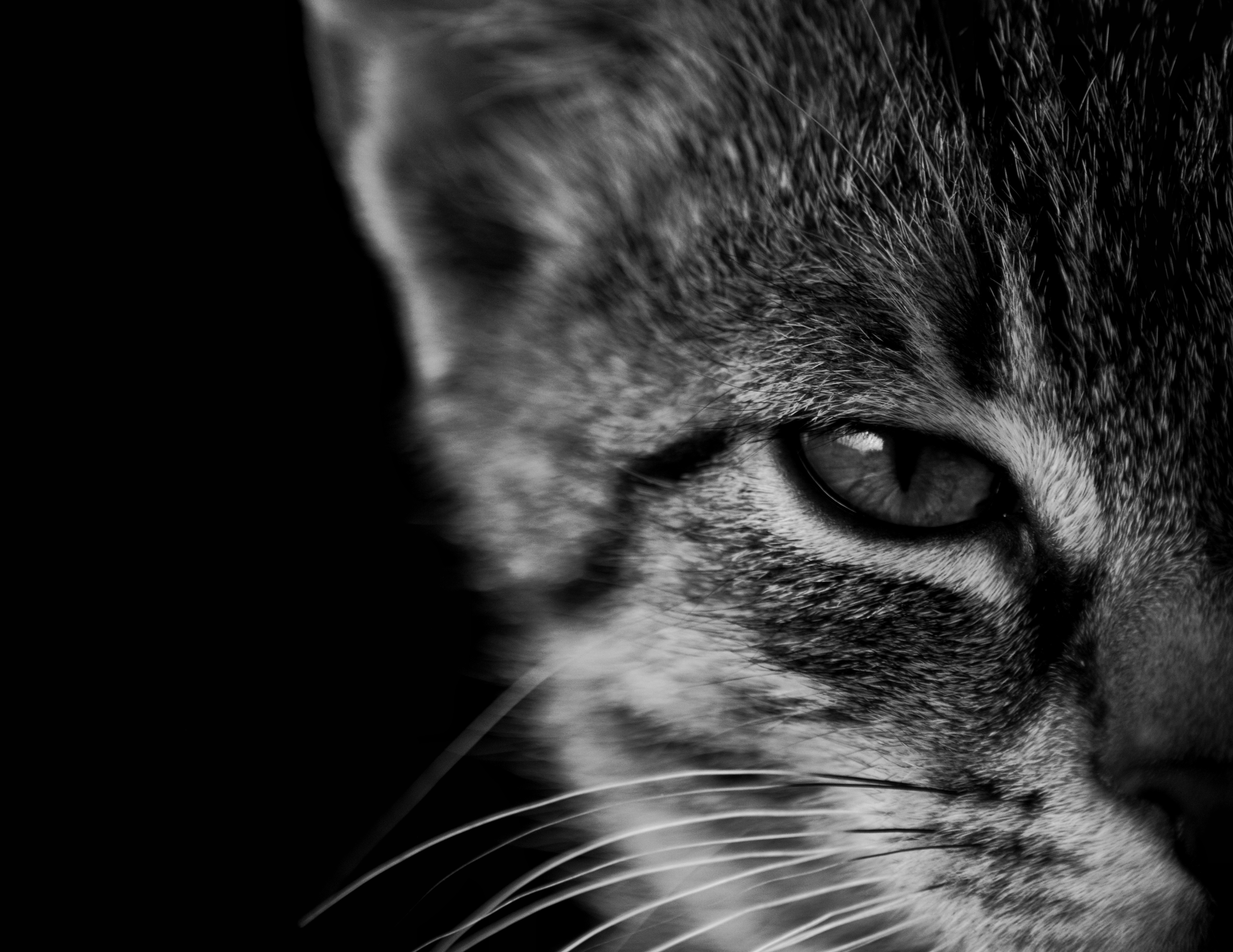General 5179x4000 cats monochrome animals kittens fur whiskers closeup