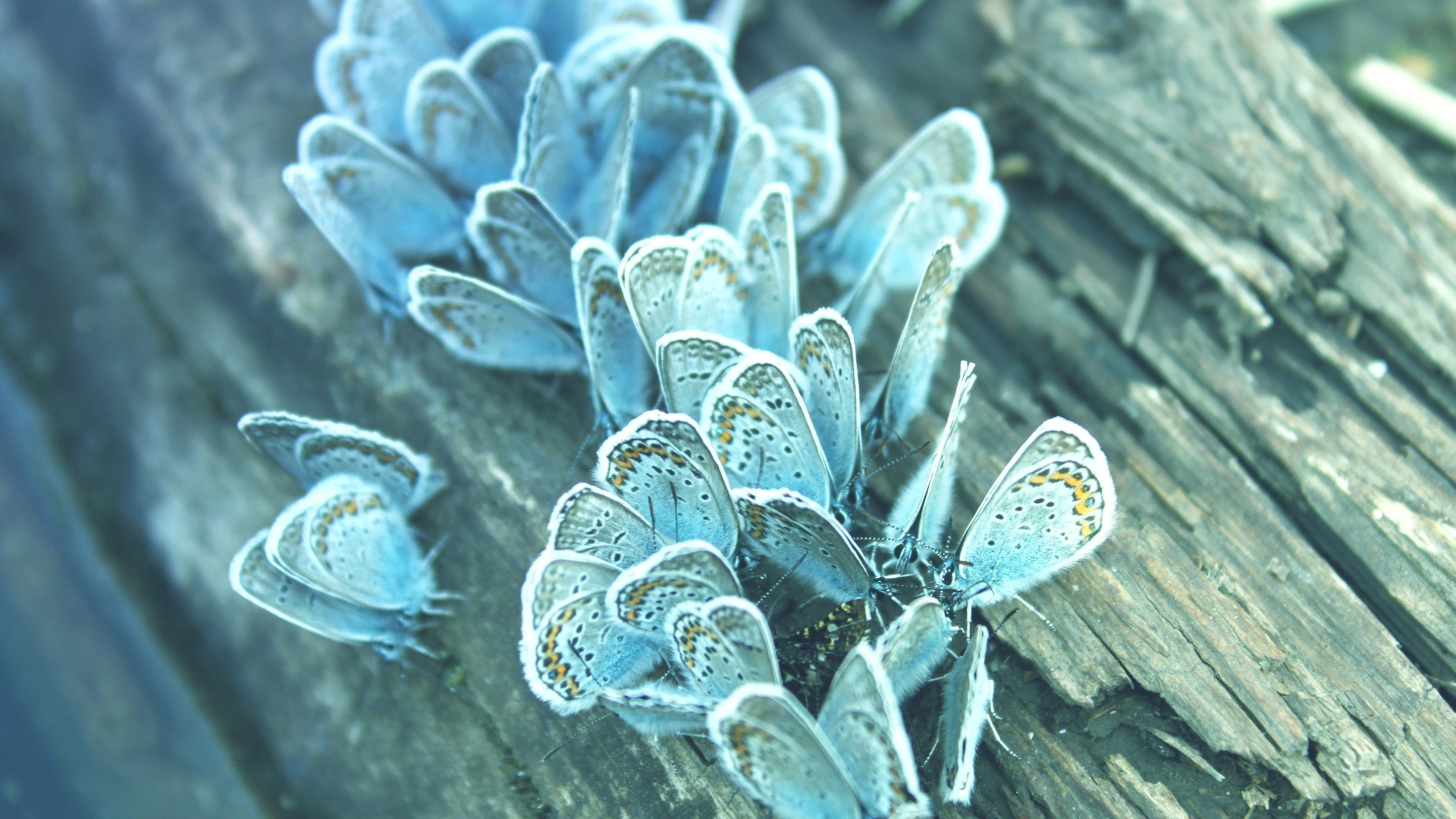 General 2560x1440 animals insect lepidoptera cyan closeup