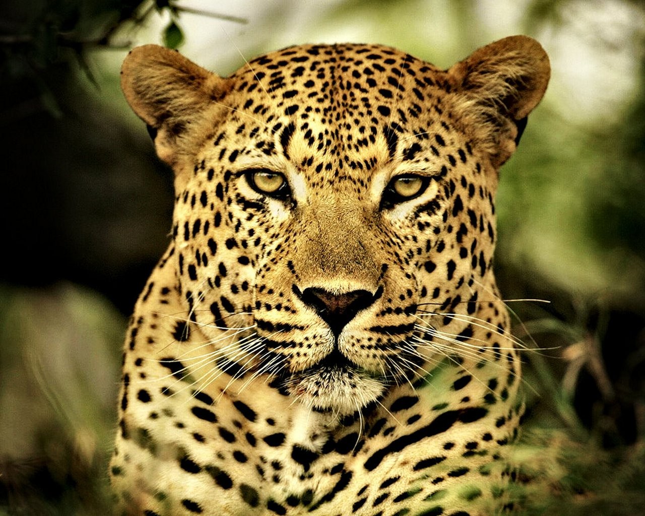 General 1280x1024 animals big cats leopard mammals closeup