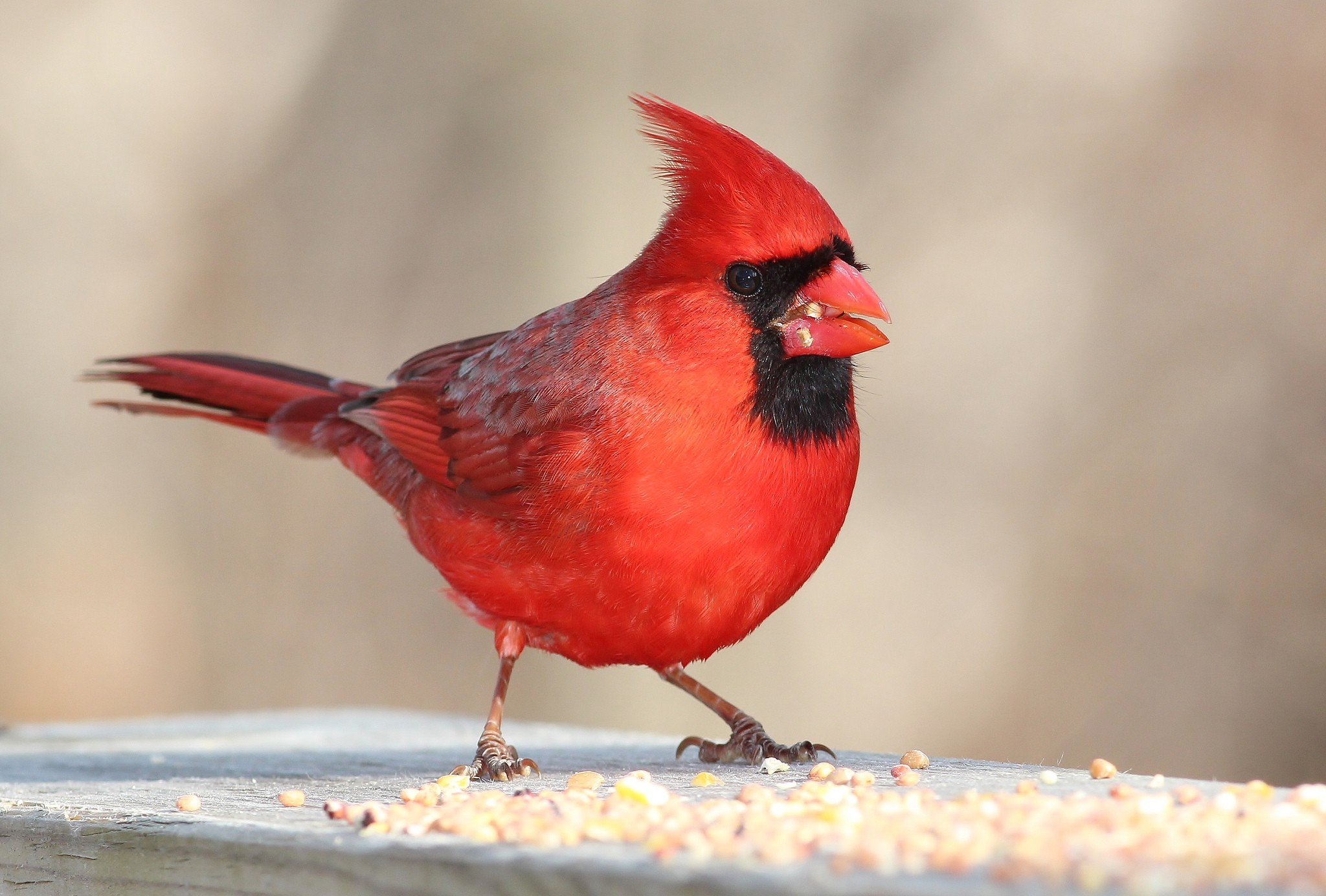 General 2048x1384 birds cardinals colorful animals wildlife