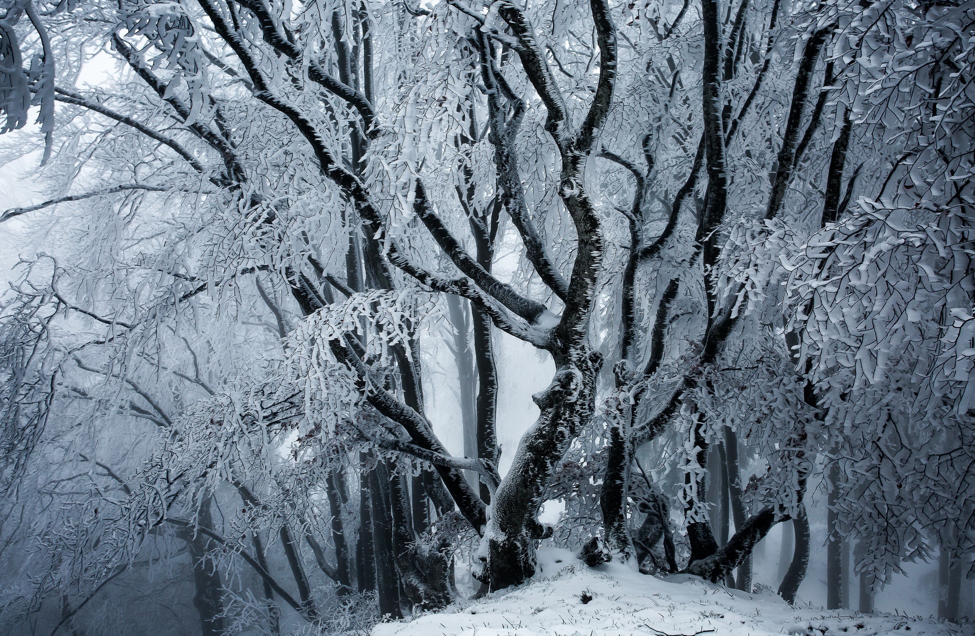 General 1954x1275 winter ice snow trees nature