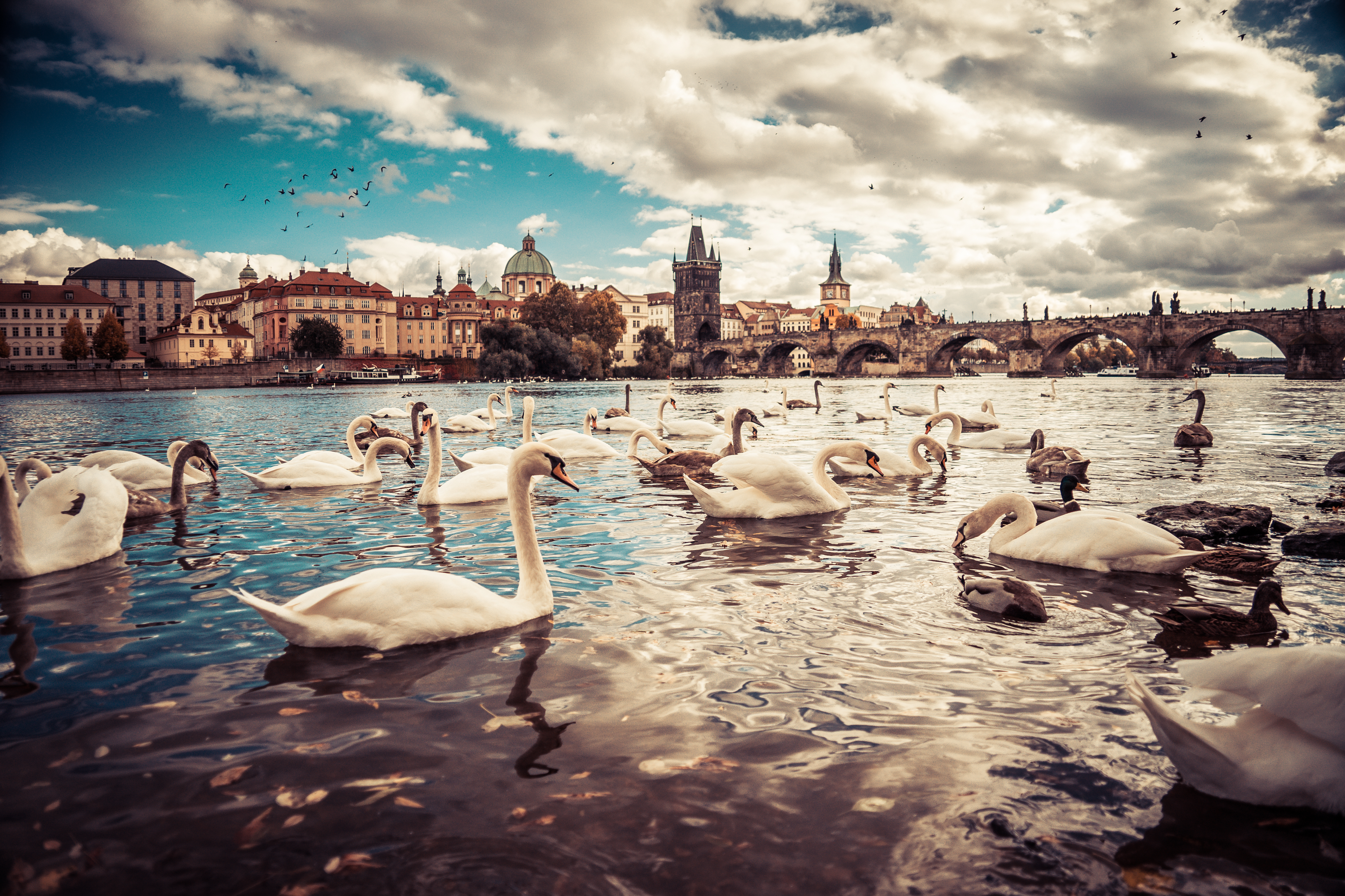 General 5000x3333 geese water bridge Prague Czech Republic swans cityscape blue sky