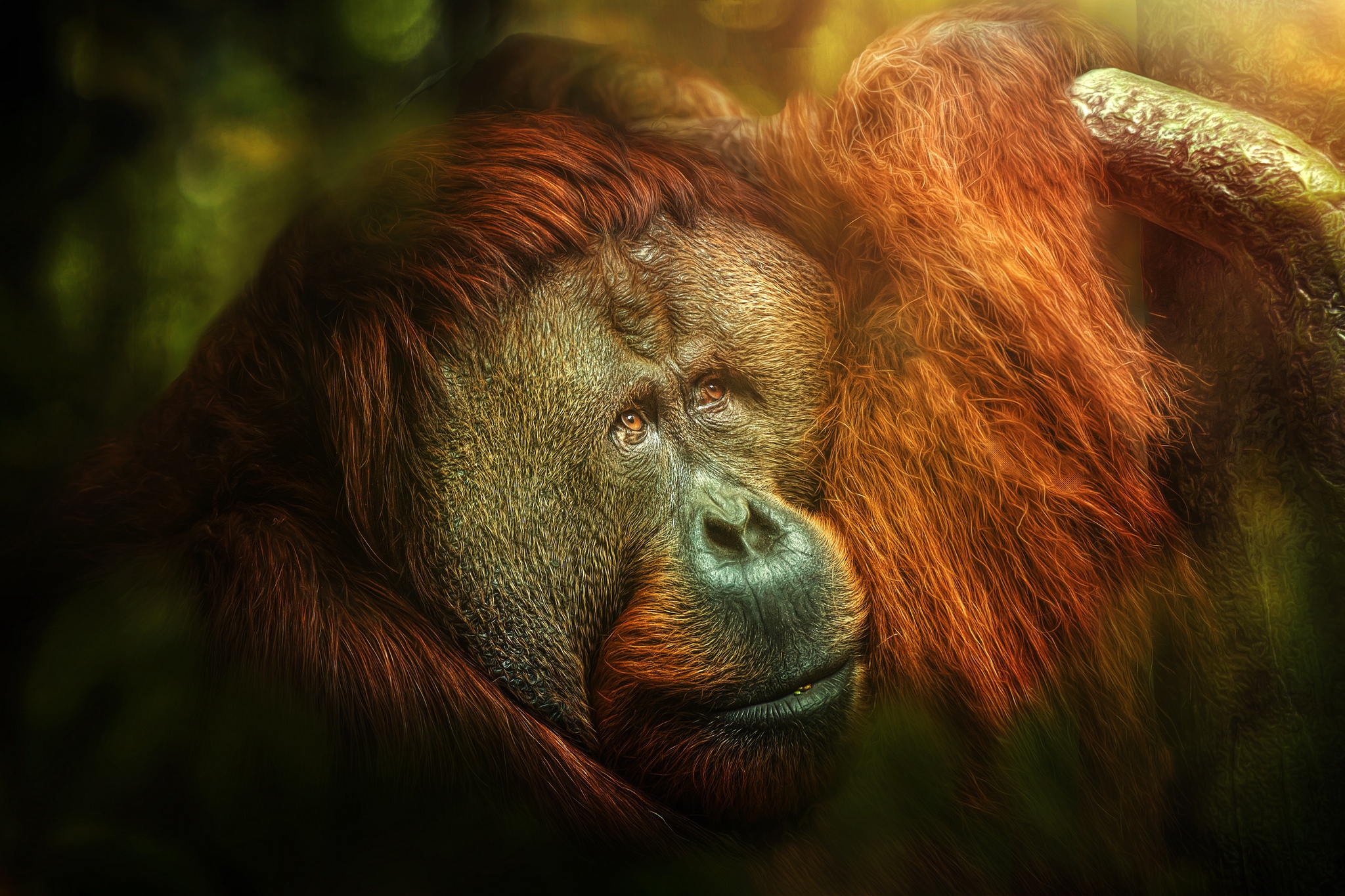 General 2048x1365 orangutans apes animals