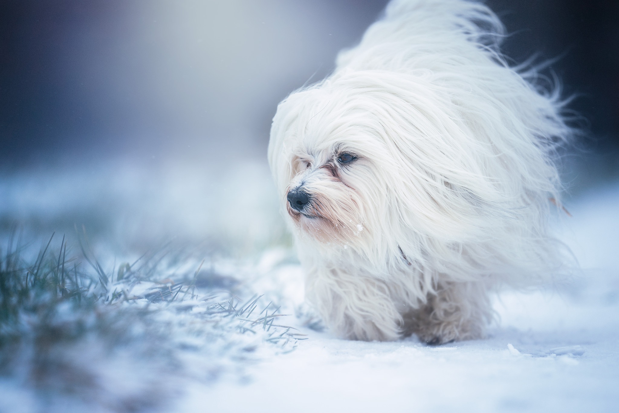 General 2048x1365 dog animals snow white