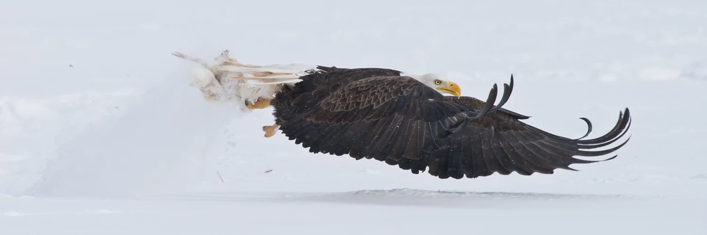 General 2401x800 eagle bald eagle flying animals birds profile nature wildlife snow
