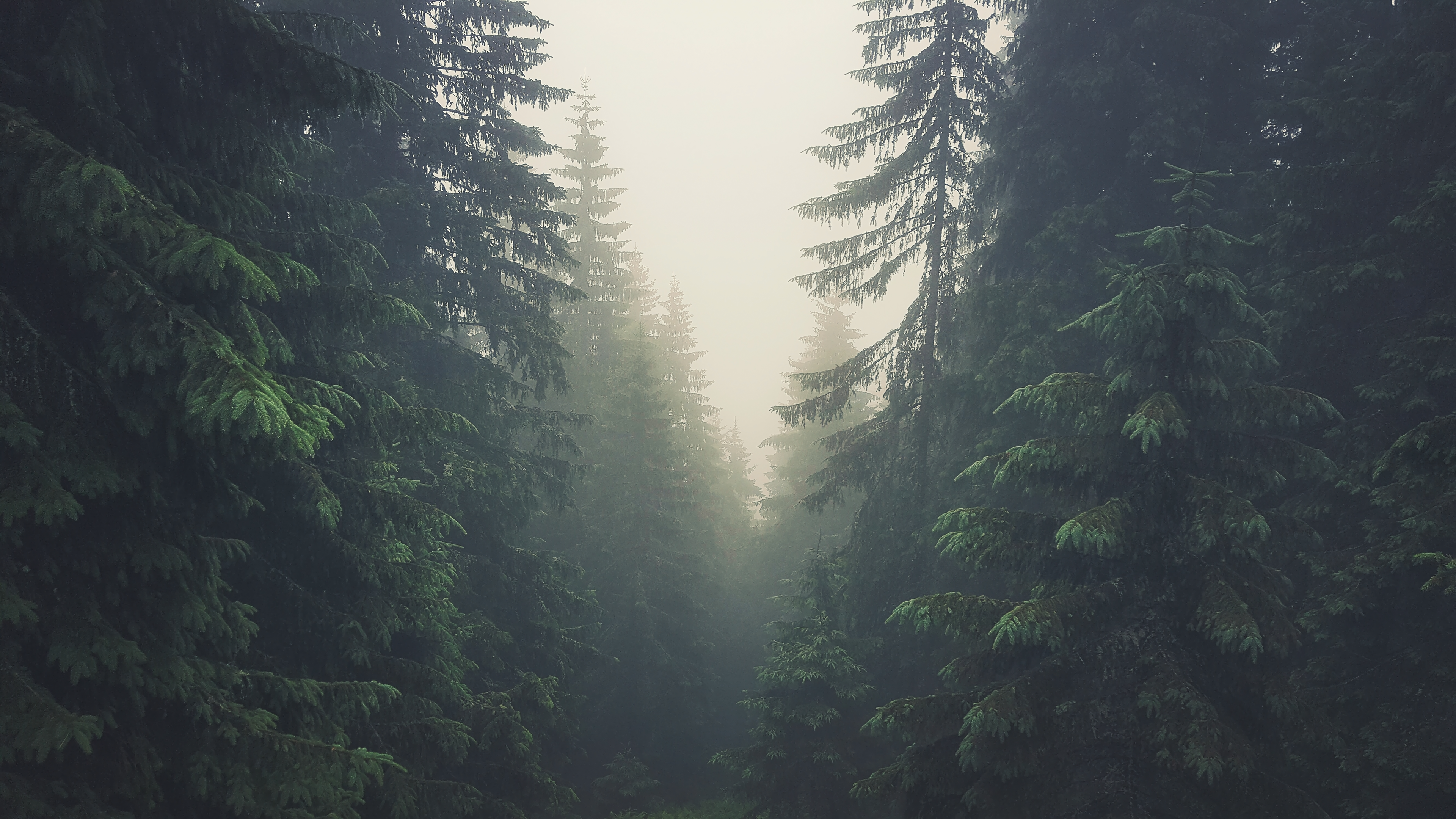 trees, forest, Tatra Mountains, Slovakia, mist, pine trees, nature