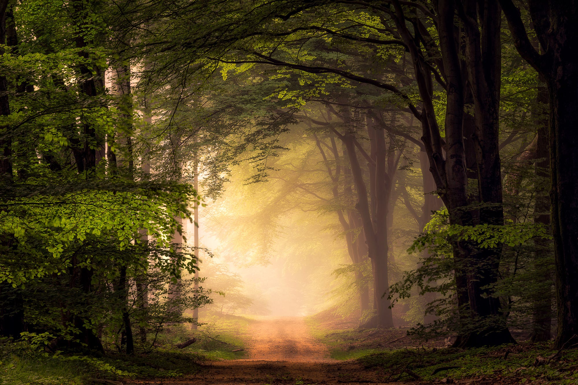 General 2000x1330 nature landscape trees path mist alone dirt road forest