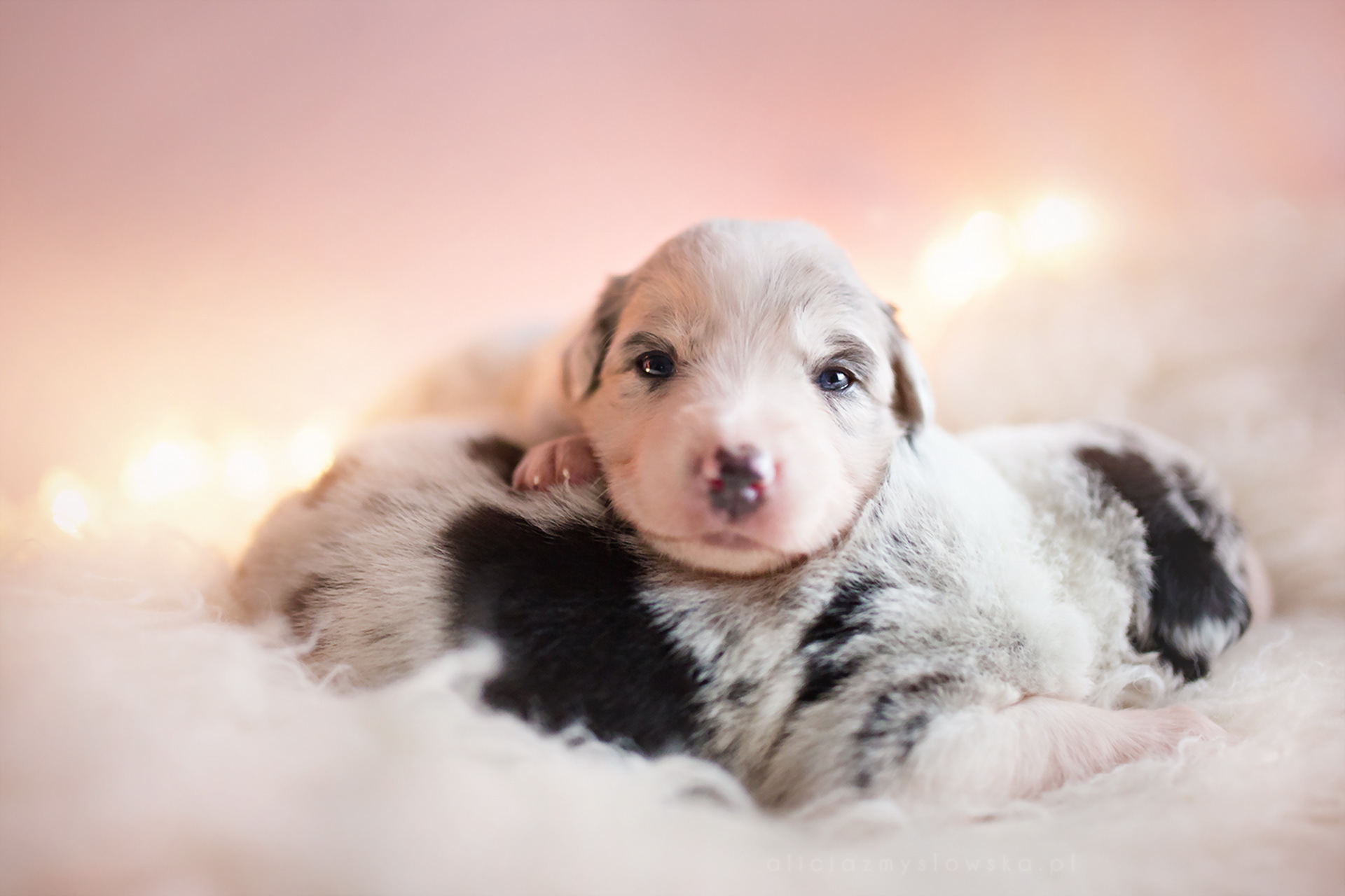General 1920x1280 baby animals puppies dog warm colors looking at viewer animals depth of field