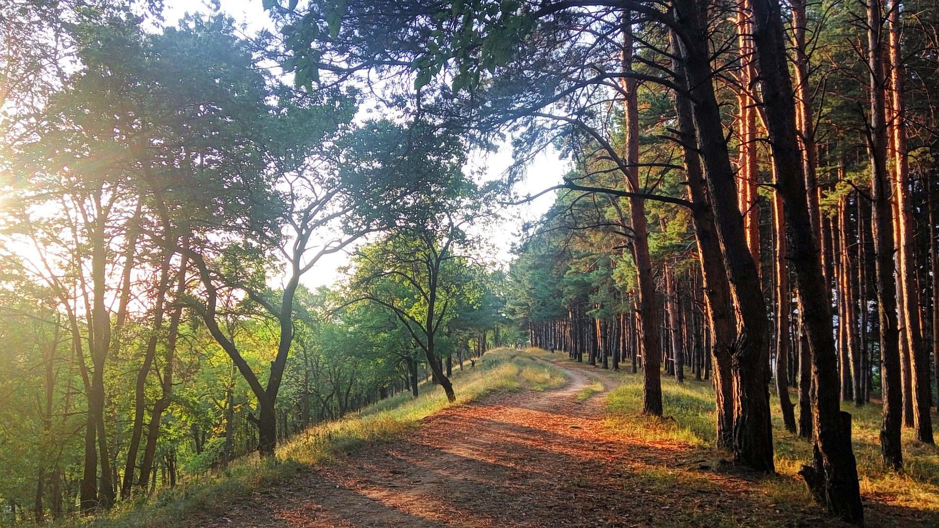 General 1920x1080 landscape nature pine trees evening path sunset forest dirt road