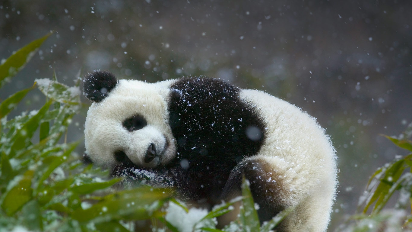General 1366x768 panda animals mammals bears plants snow