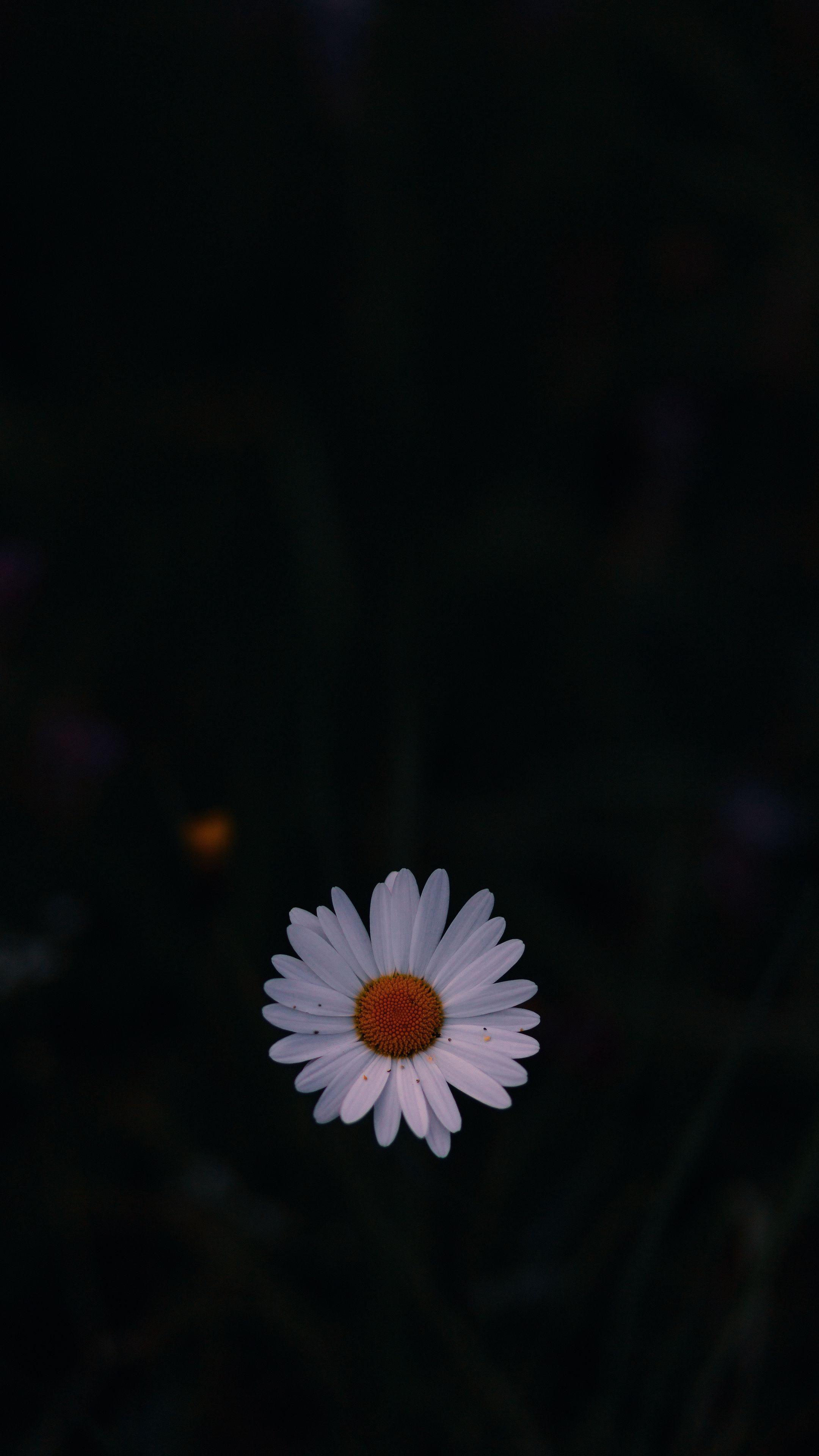 General 2160x3840 calm daisies portrait display low light simple background blurred nature