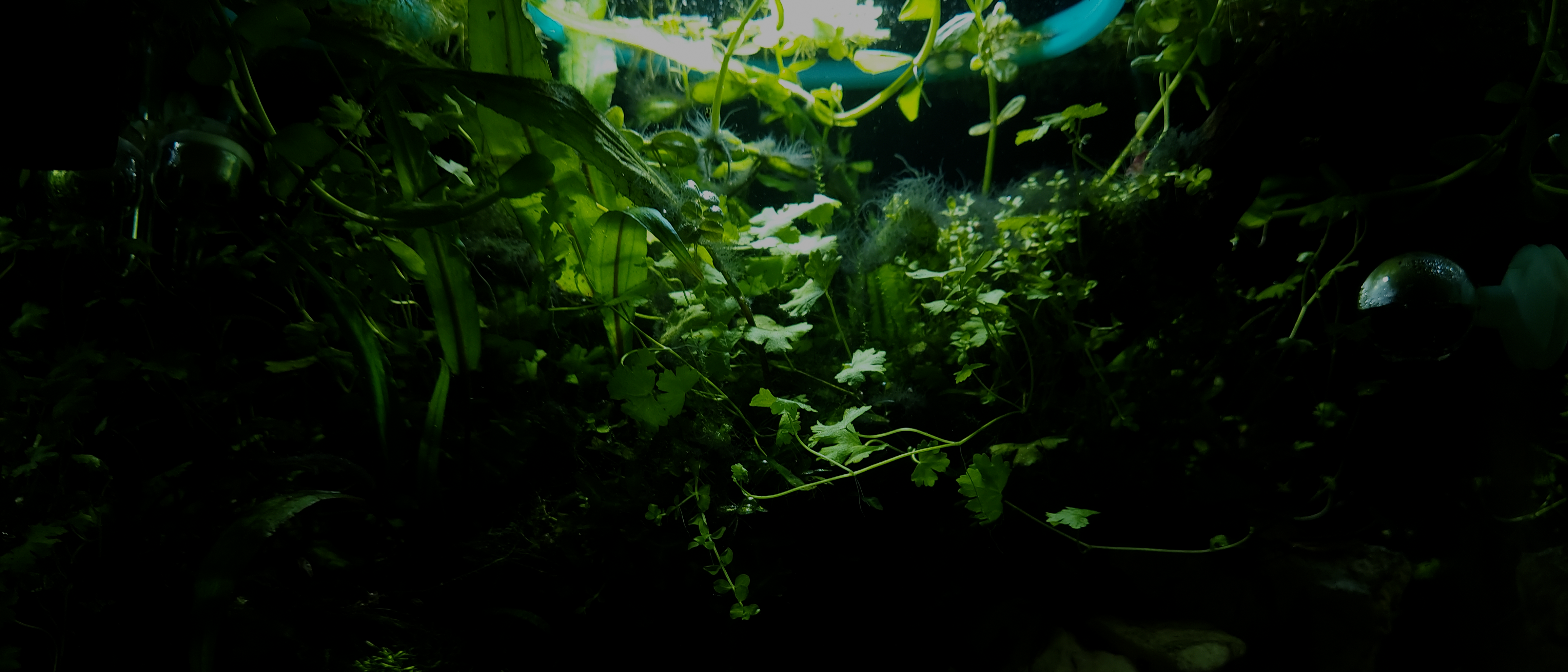 General 4624x1982 photography nature aquarium plants water underwater green ultrawide closeup low light
