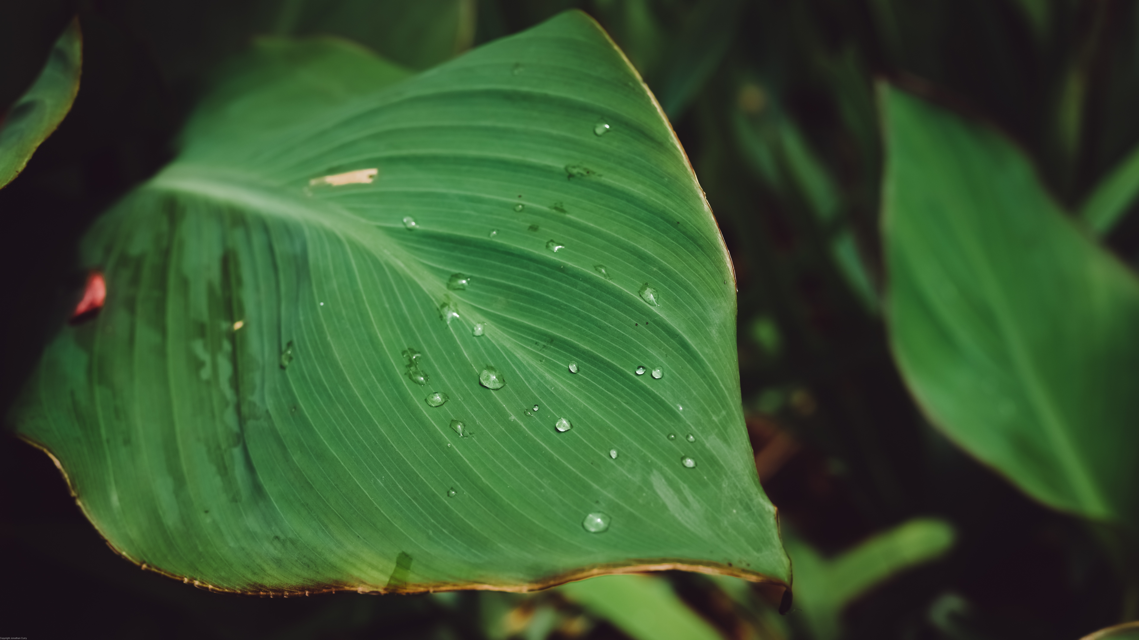 General 3840x2160 plants nature leaves outdoors photography dew 50mm Botanical garden closeup water drops water green blurred blurry background watermarked Jonathan Curry