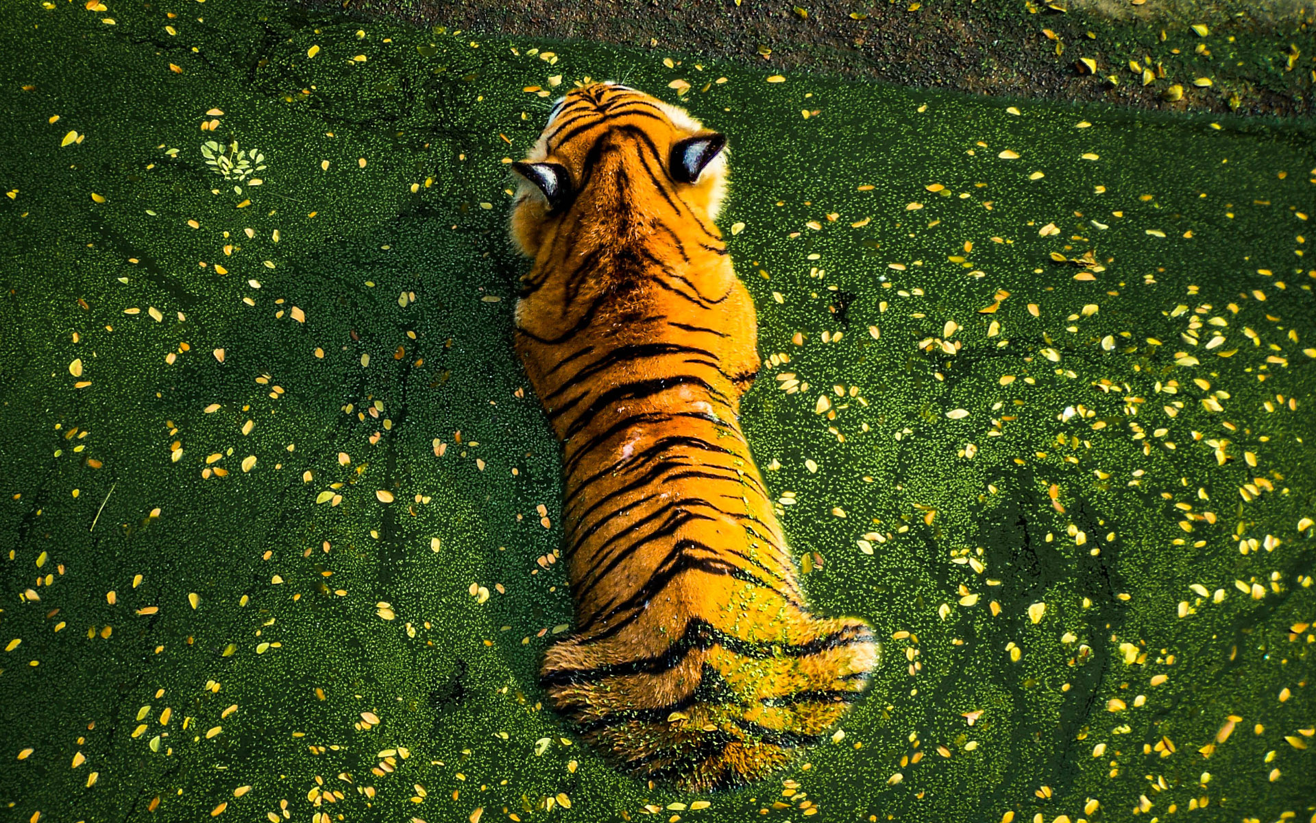 General 1920x1200 animals tiger top view nature flowers grass water