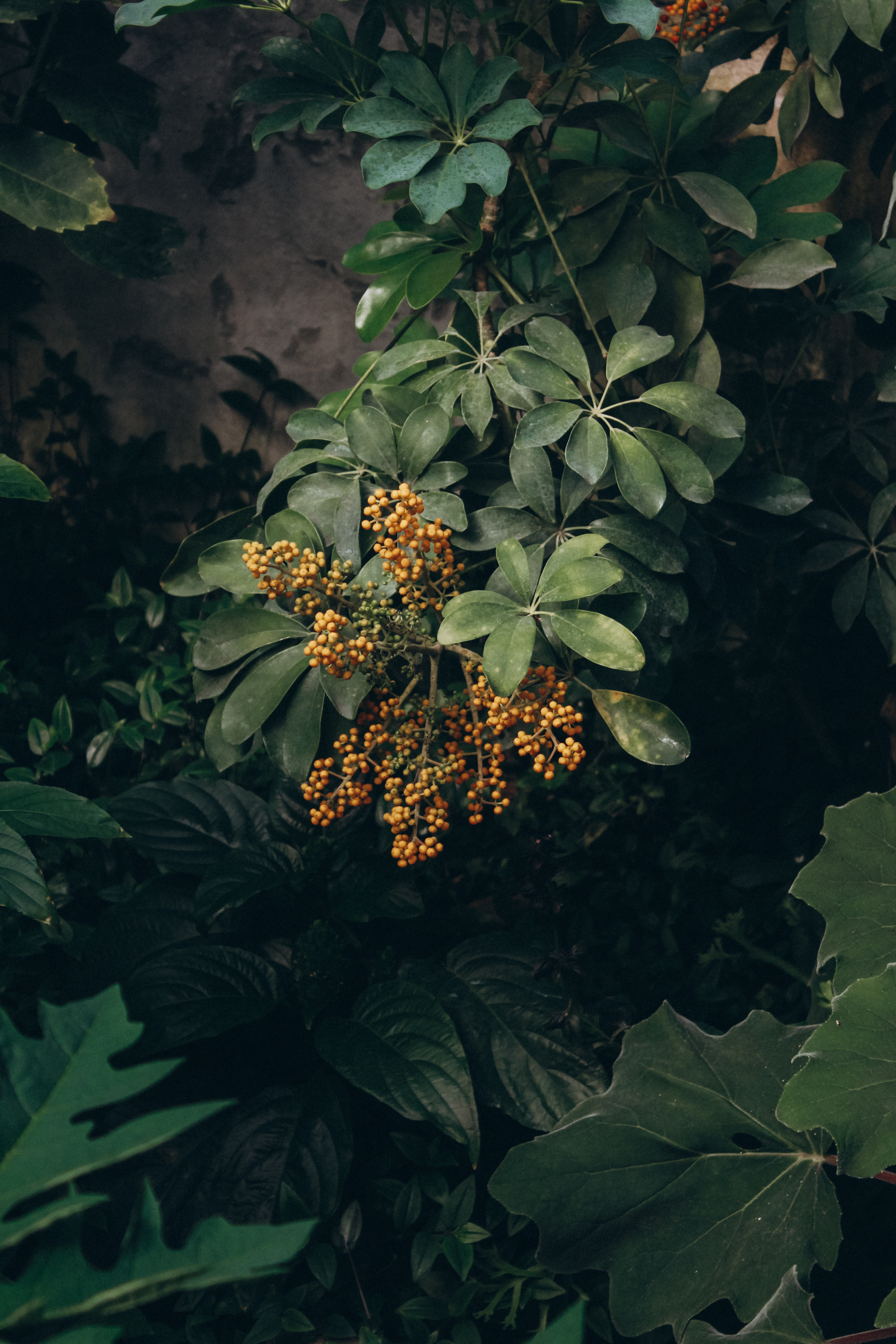 General 2667x4000 orangery nature plants