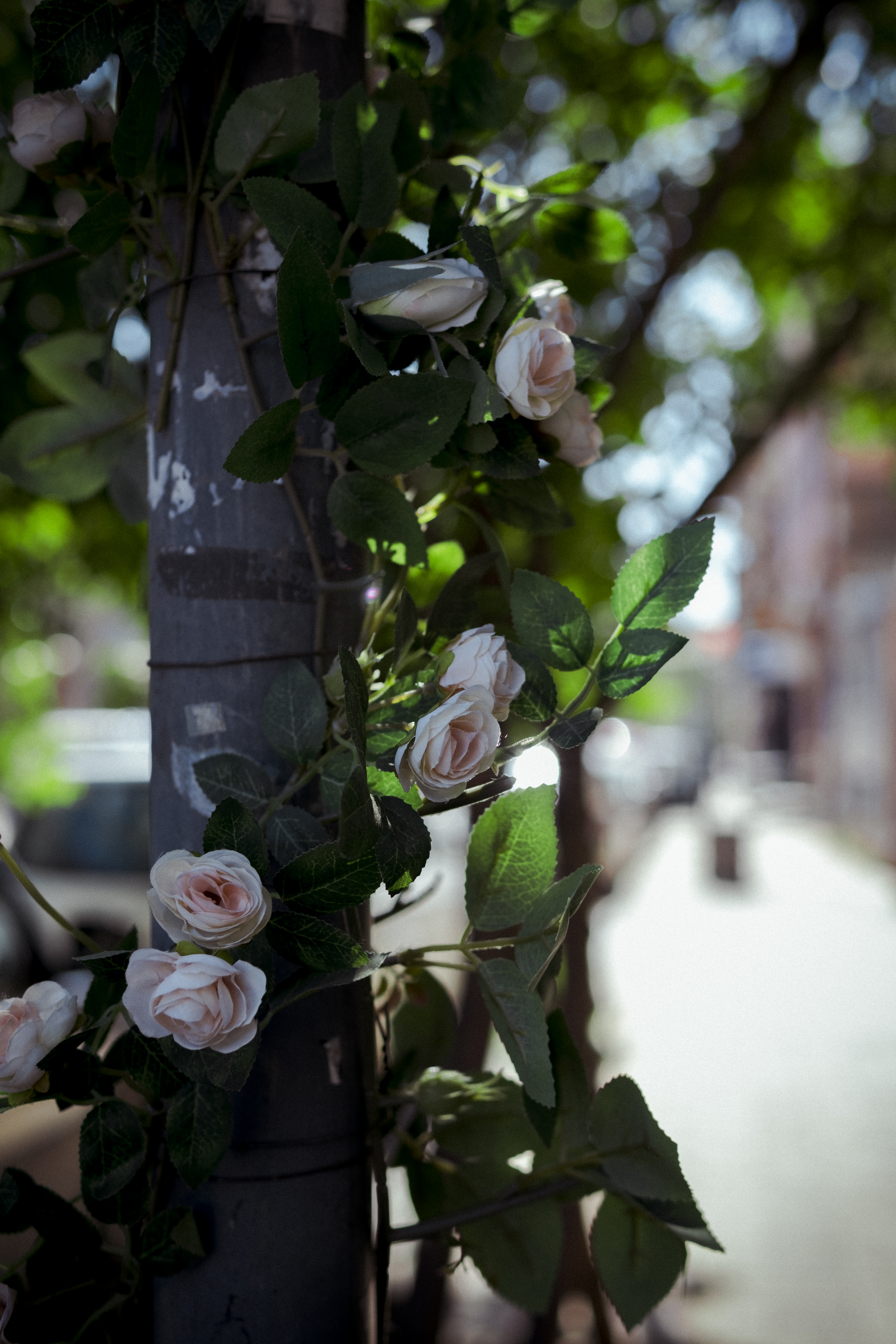 General 4069x6104 photography street leaves flowers rose blurry background bokeh plants outdoors