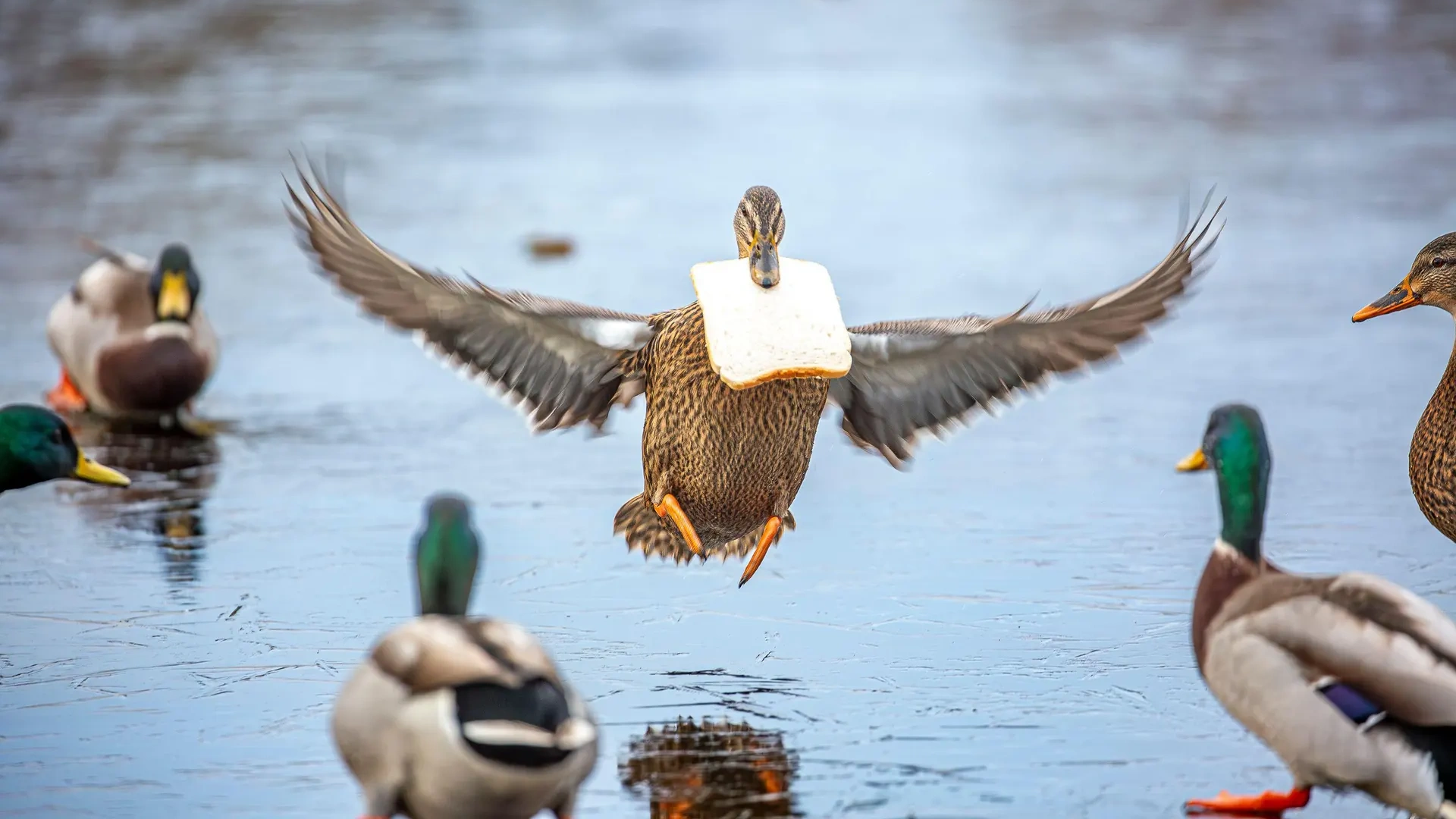 General 1920x1080 animals nature wildlife duck birds closeup bread beak food water wings landing reflection
