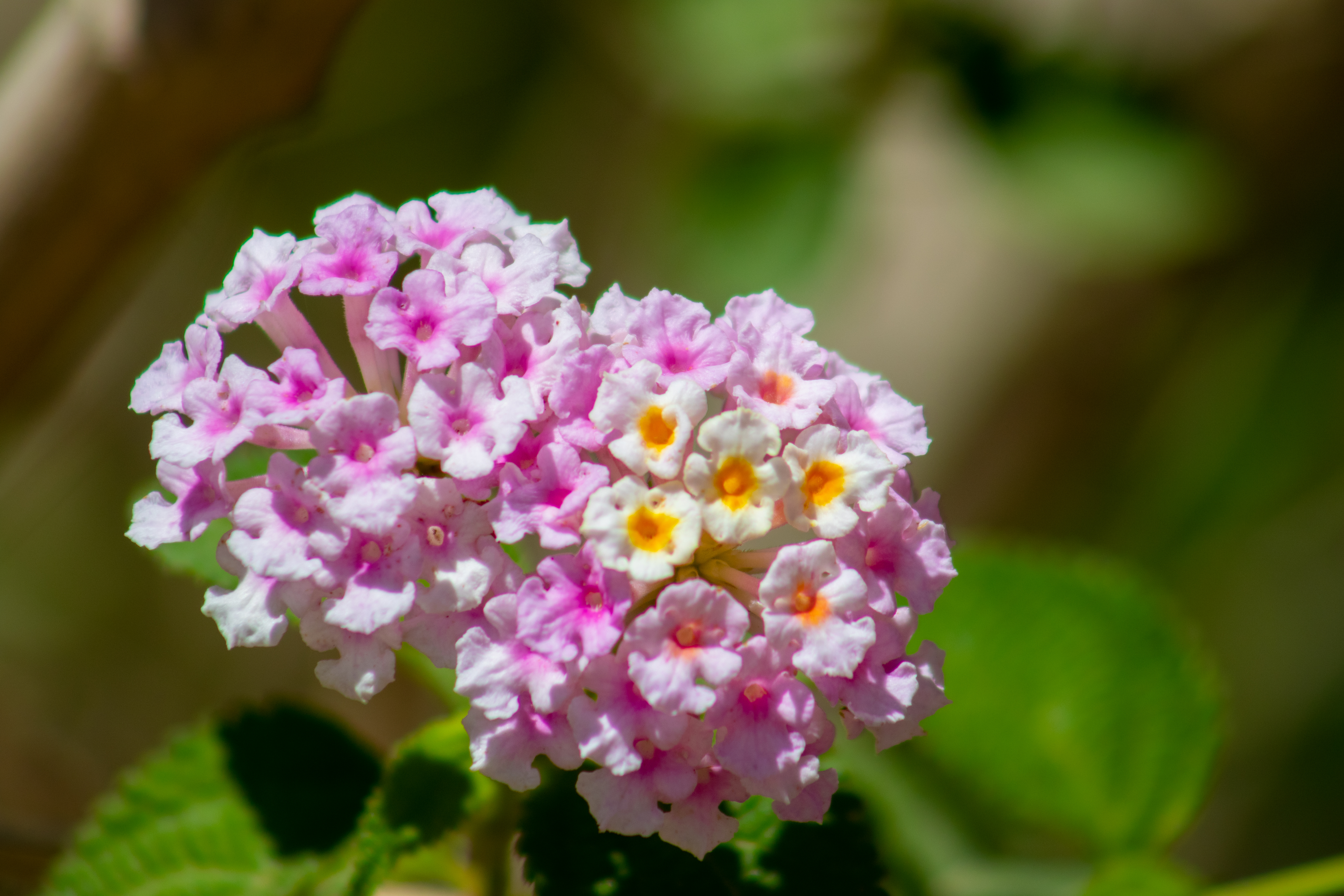 General 5472x3648 flowers colorful nature plants