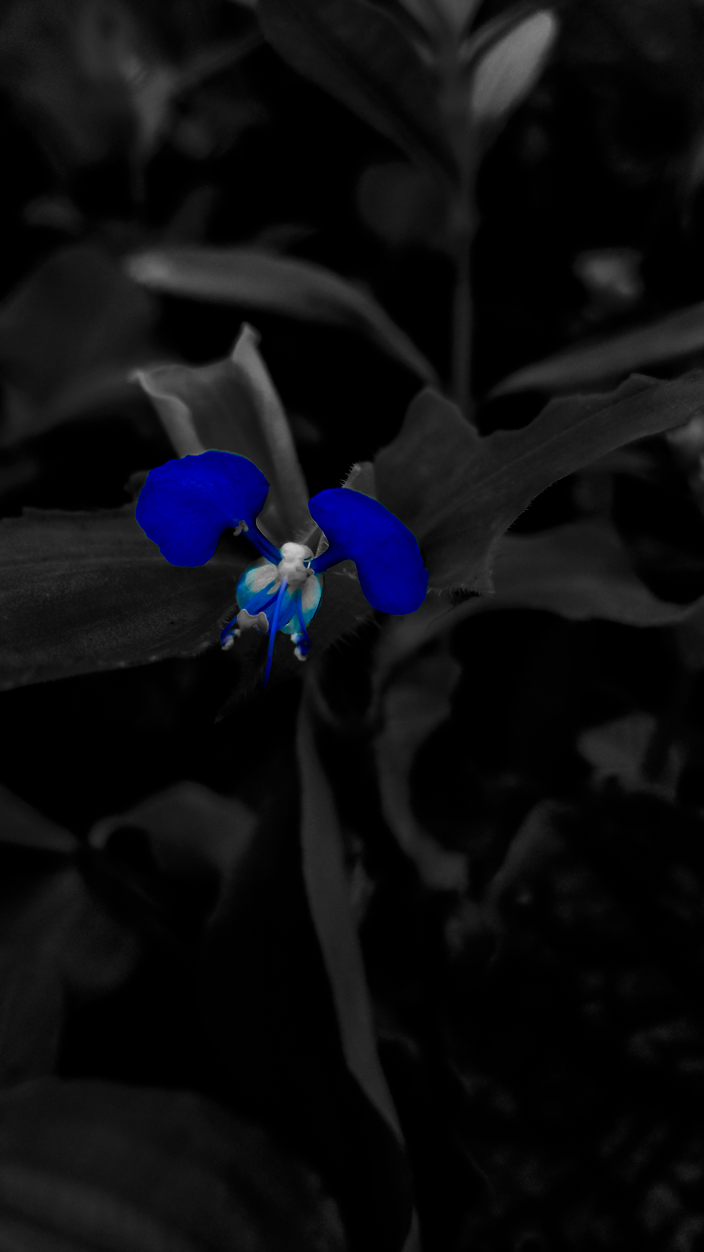 General 1440x2560 macro blue flowers plants selective coloring Java Indonesia portrait nature black monochrome
