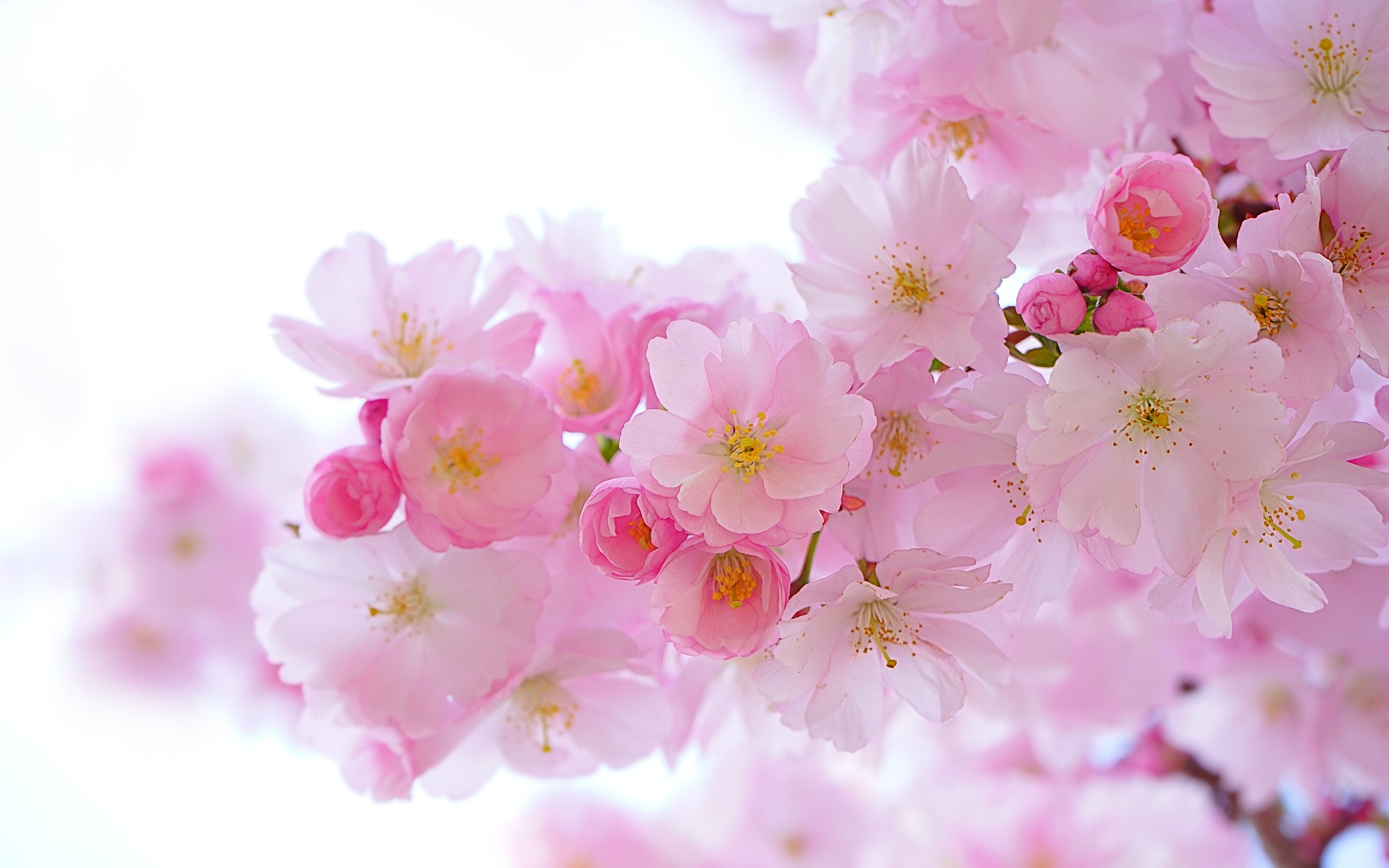General 2560x1600 nature Hans  Braxmeier cherry blossom flowers closeup petals pink depth of field