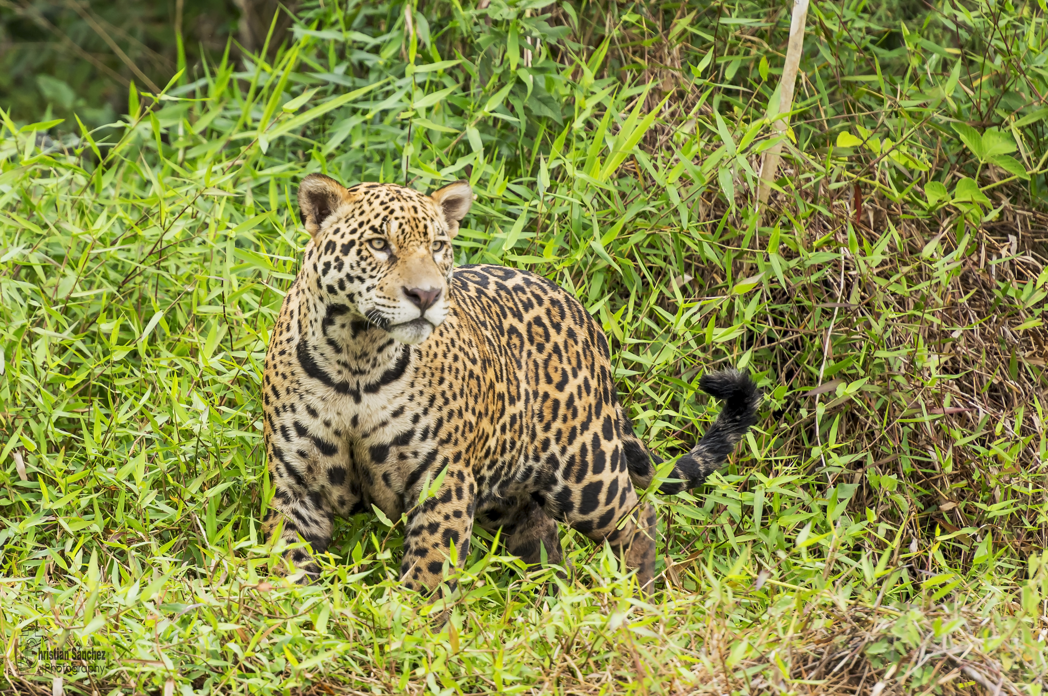 General 4046x2690 wildlife nature feline big cats mammals jaguars